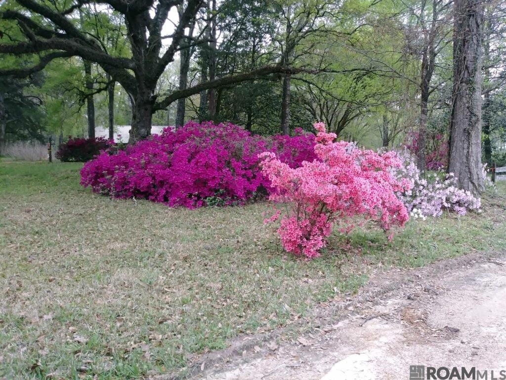 2010 Jackson La Rd, Woodville, Mississippi image 3