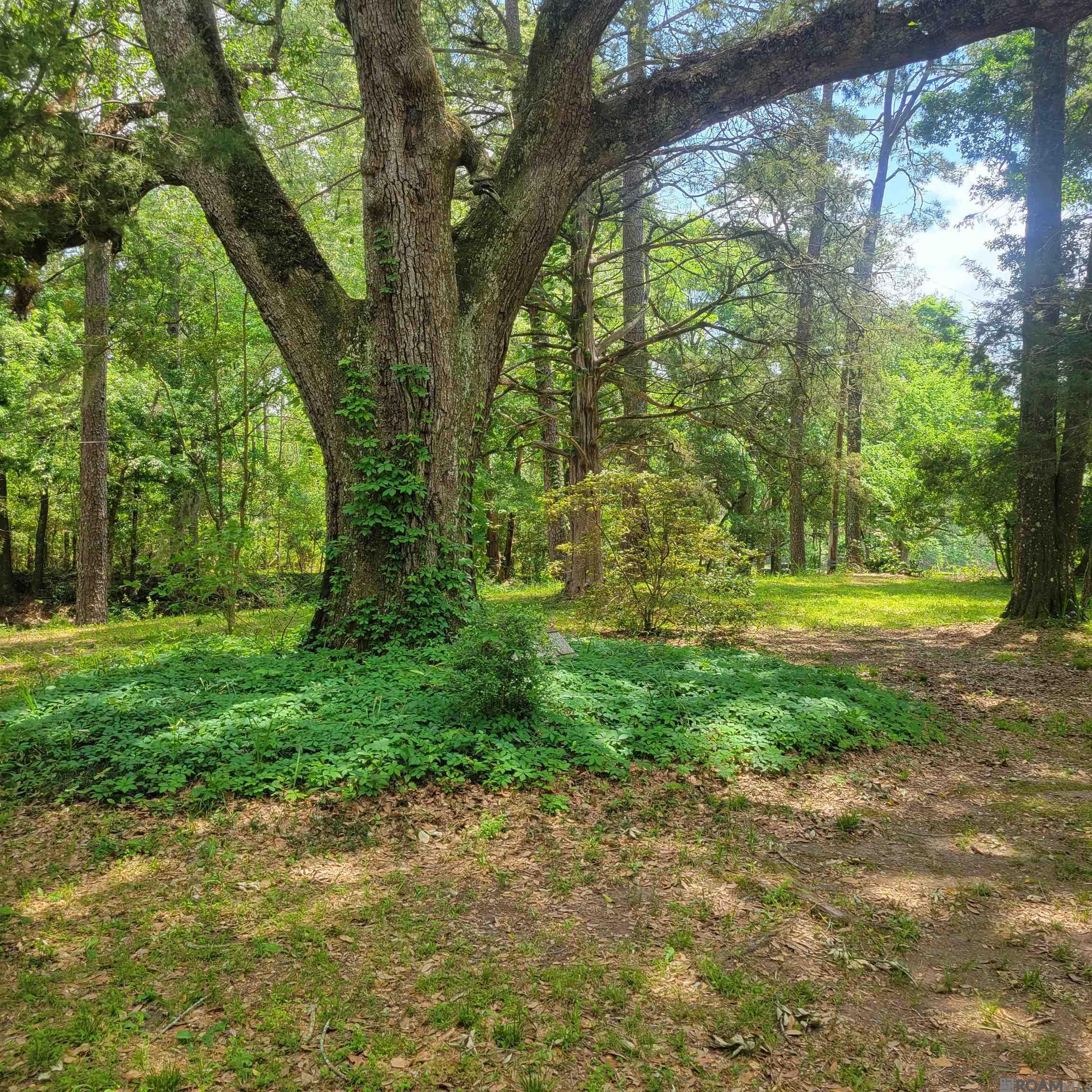 2010 Jackson La Rd, Woodville, Mississippi image 2