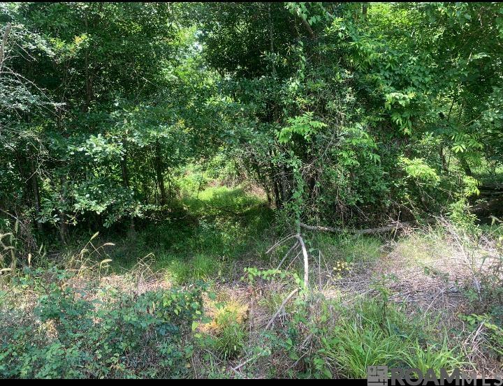 Amite River Rd, Baton Rouge, Louisiana image 2