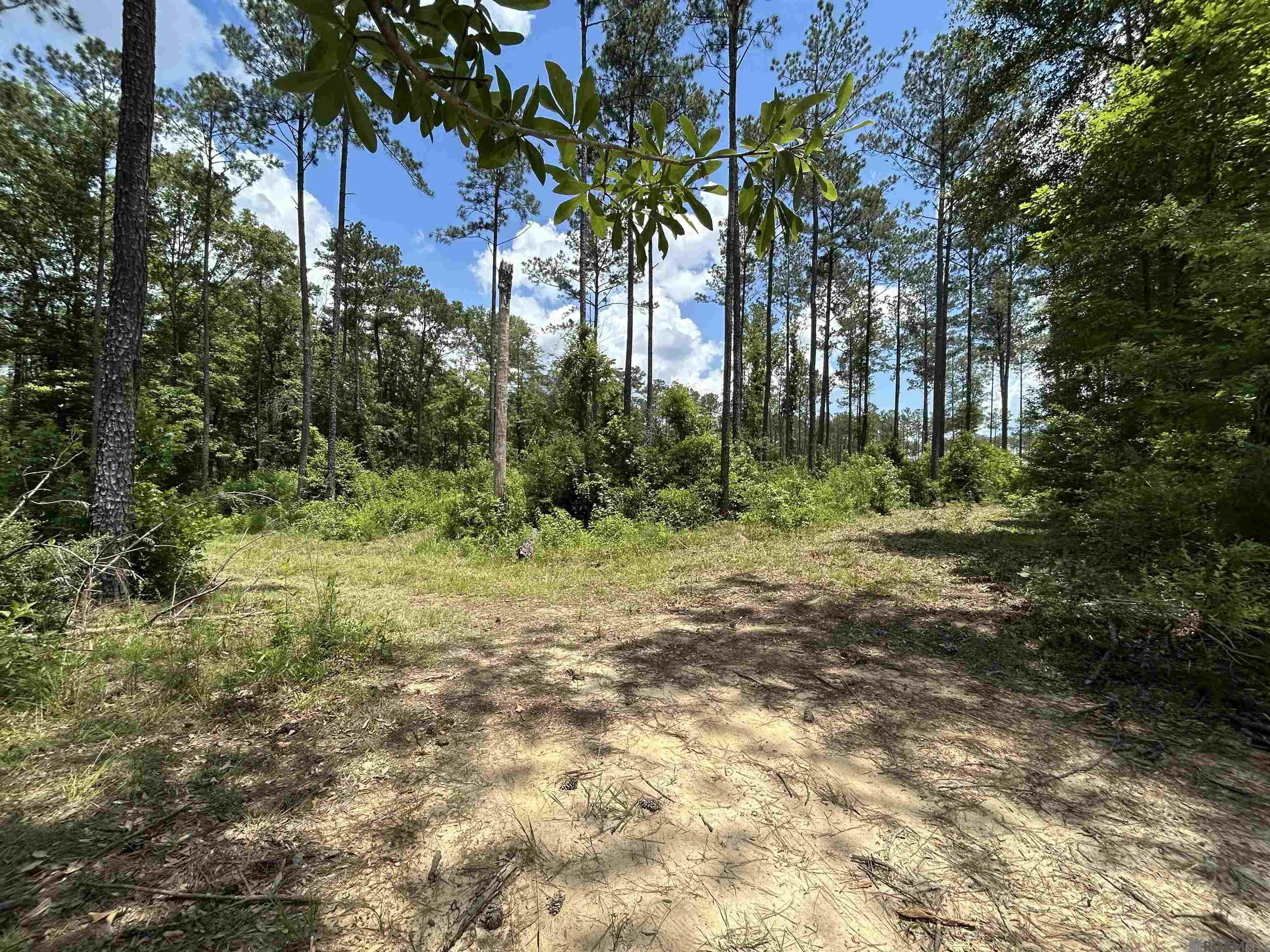 14856 Pace Rd, Clinton, Louisiana image 6