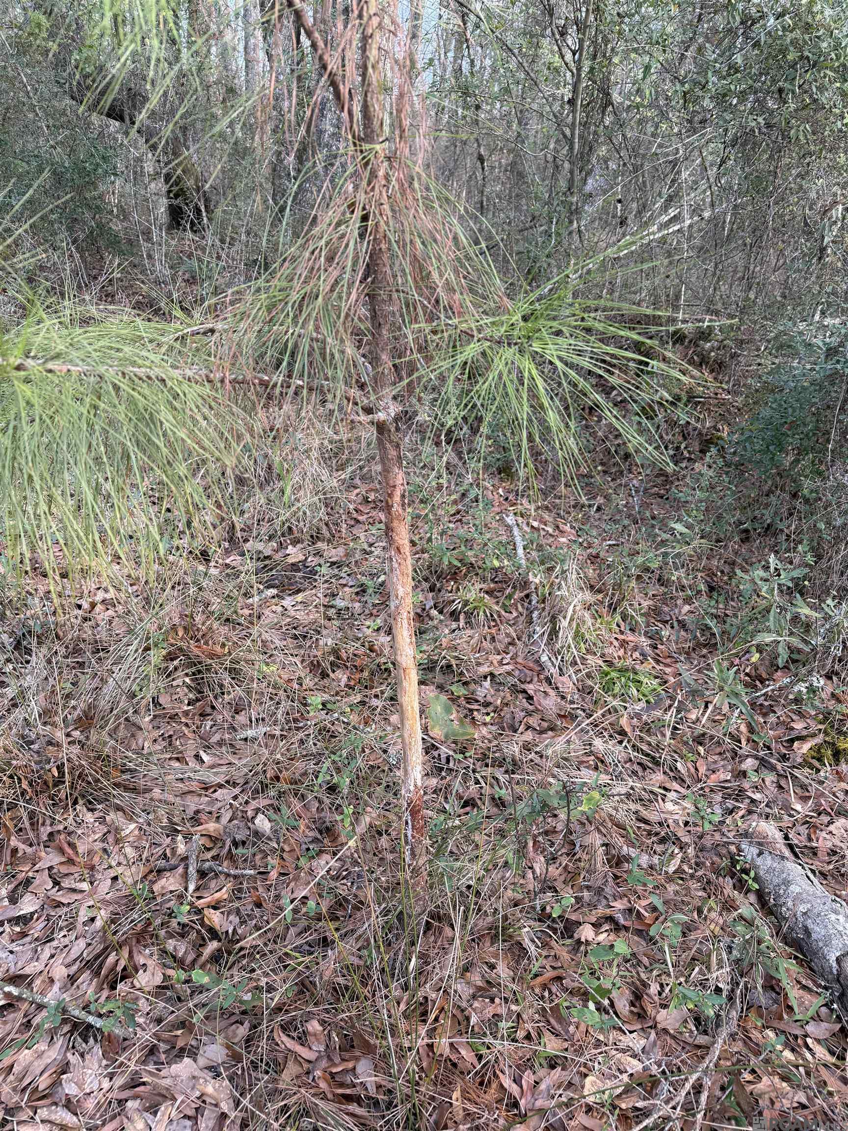 000 County Line Road, Summit, Mississippi image 1