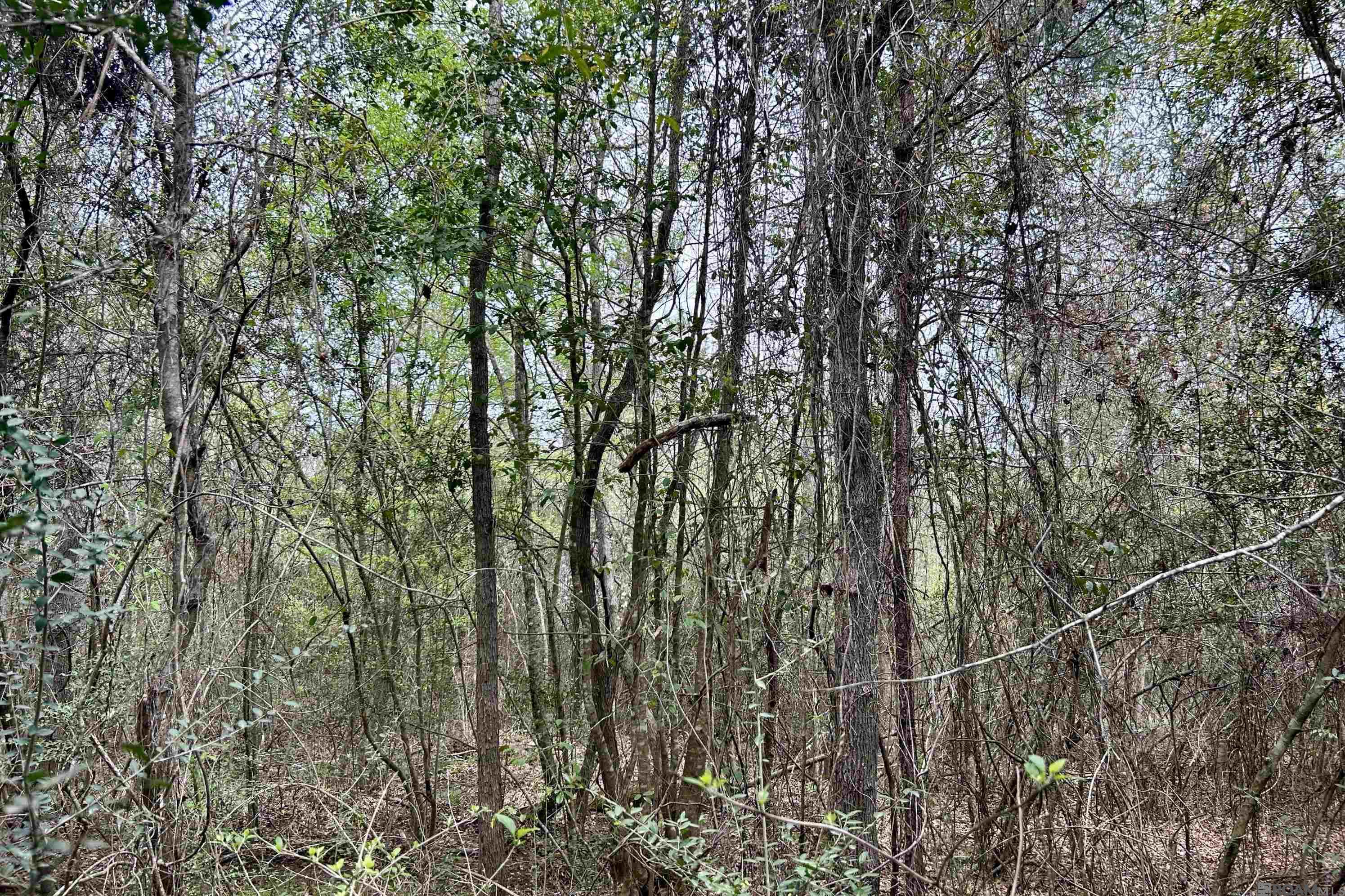 15 La Hwy 960, Clinton, Louisiana image 3