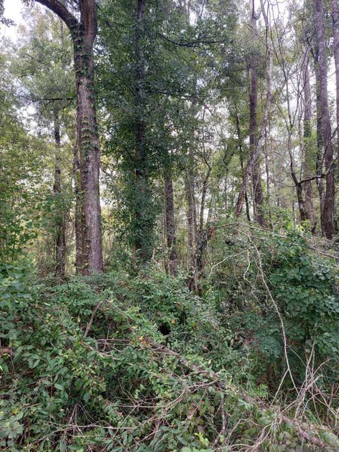 Vacant Land For Sale - Winchester Rd<br/> Denham Springs, LA 70706