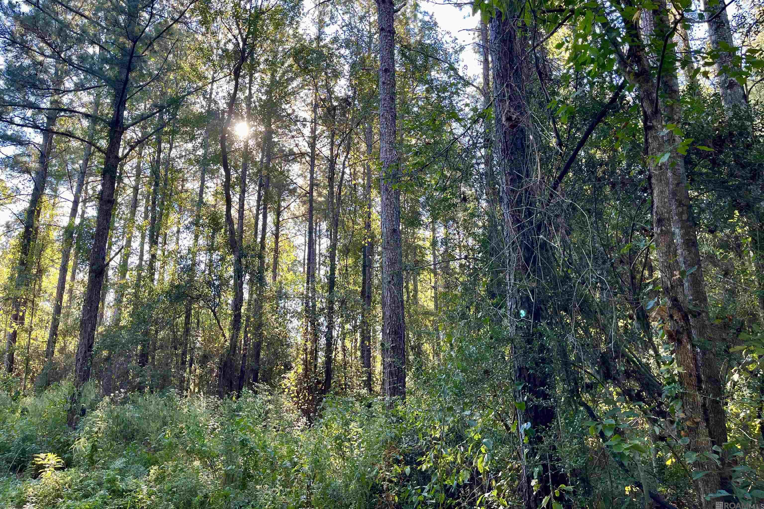 16 Hall And Lindsey Rd, Greensburg, Louisiana image 1