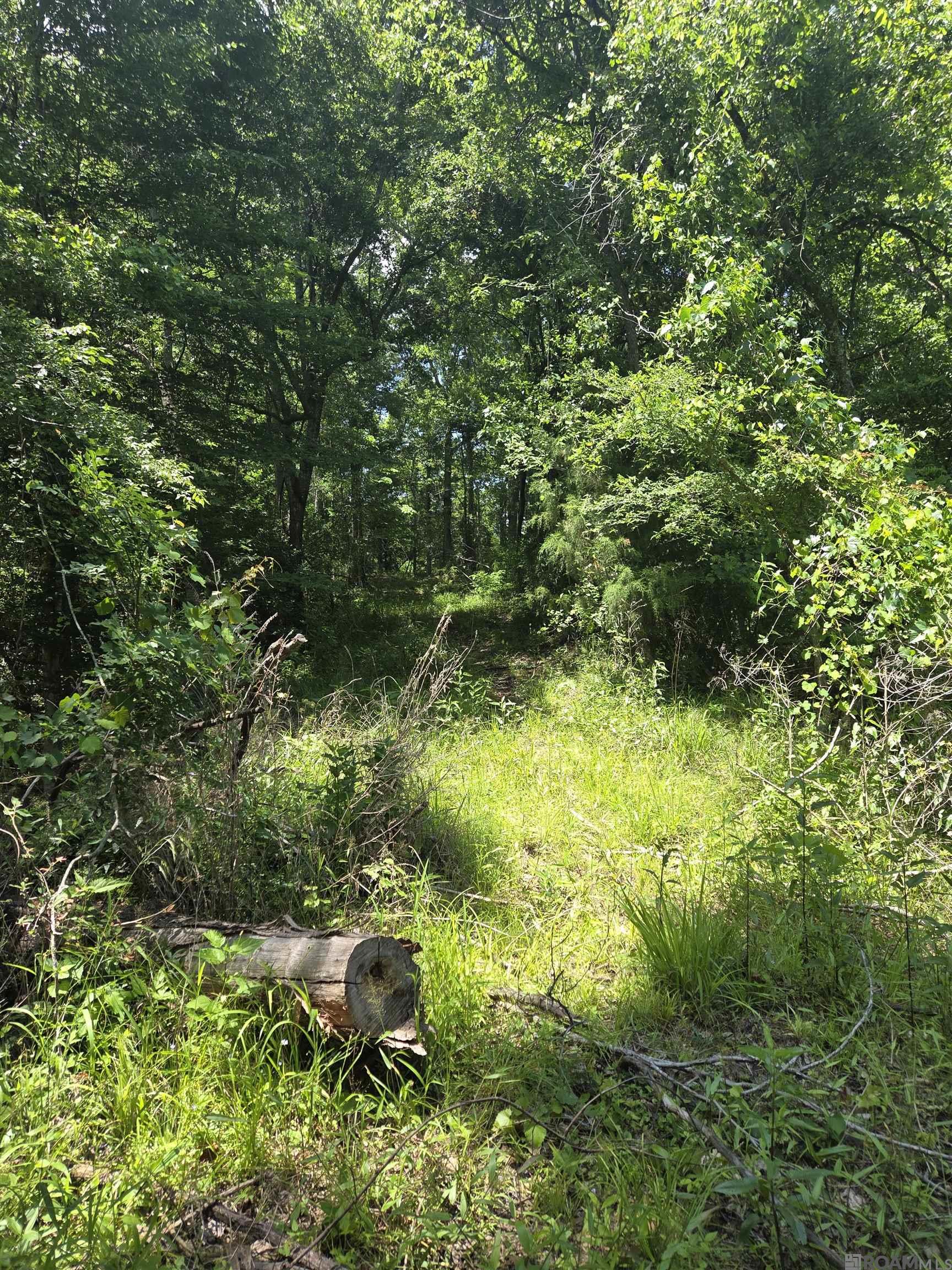 TBD La Hwy 66, Saint Francisville, Louisiana image 8