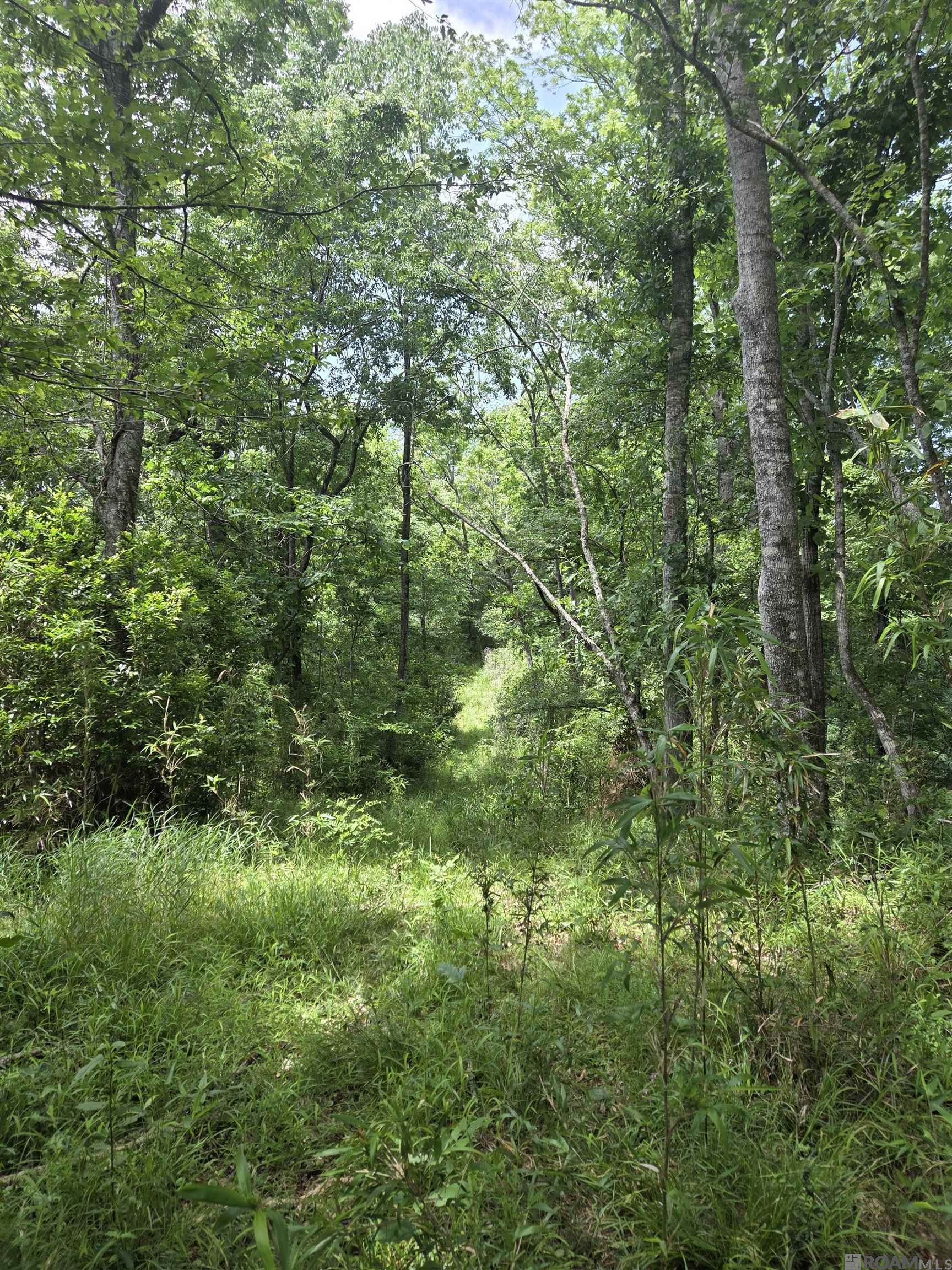 TBD La Hwy 66, Saint Francisville, Louisiana image 9