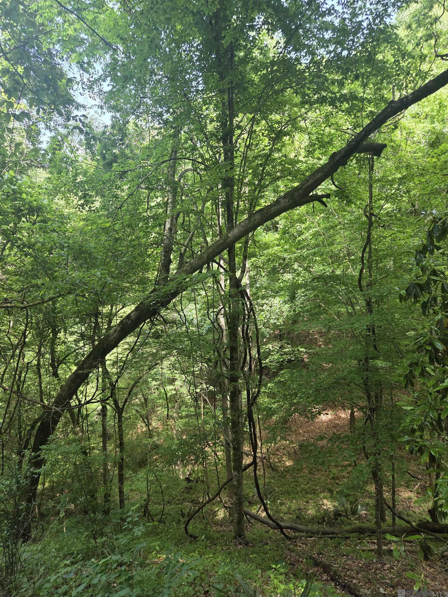 TBD La Hwy 66, Saint Francisville, Louisiana image 5