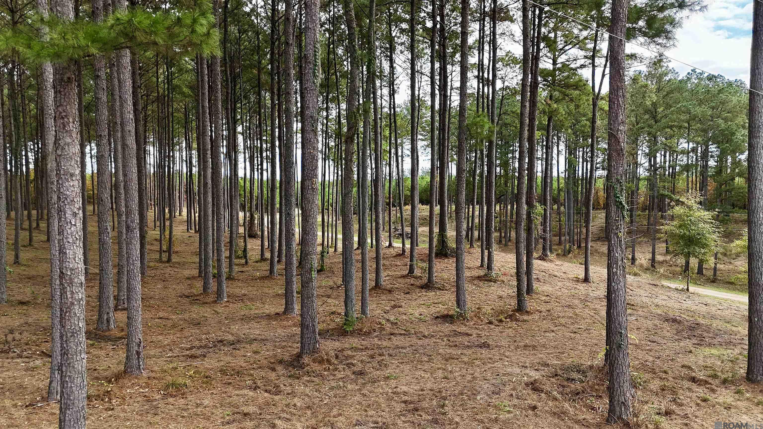 902 Osage Trail, Jena, Louisiana image 23