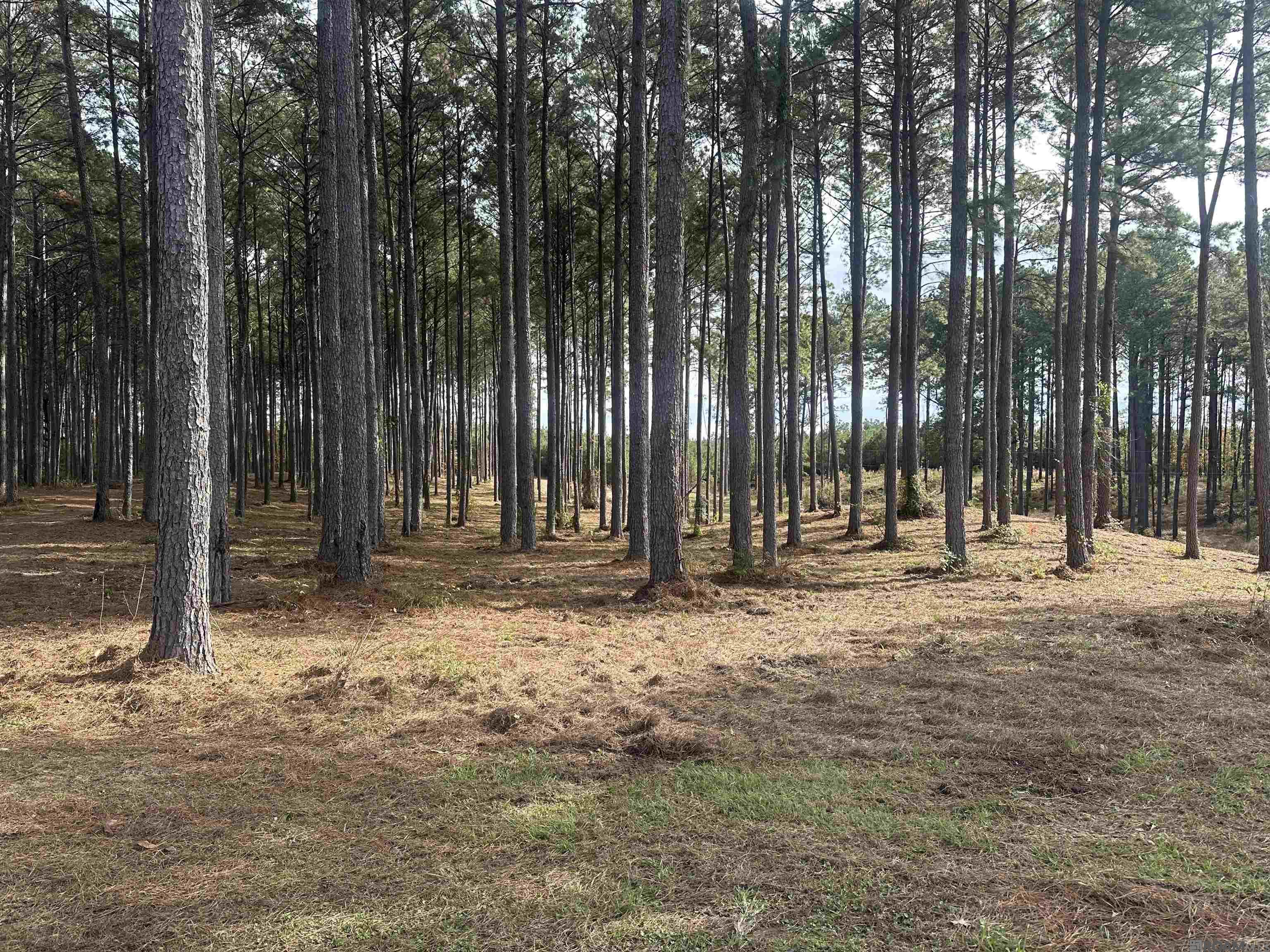 902 Osage Trail, Jena, Louisiana image 18