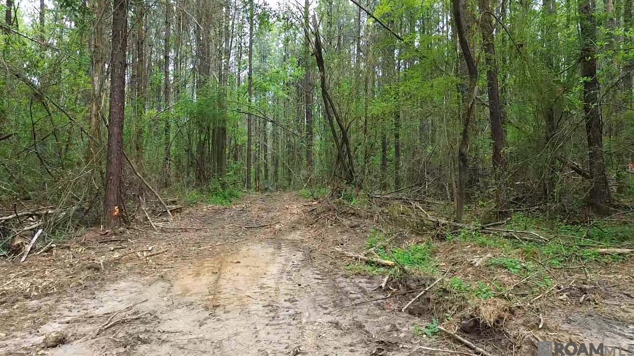 Tract C Harts Lane, Kentwood, Louisiana image 7