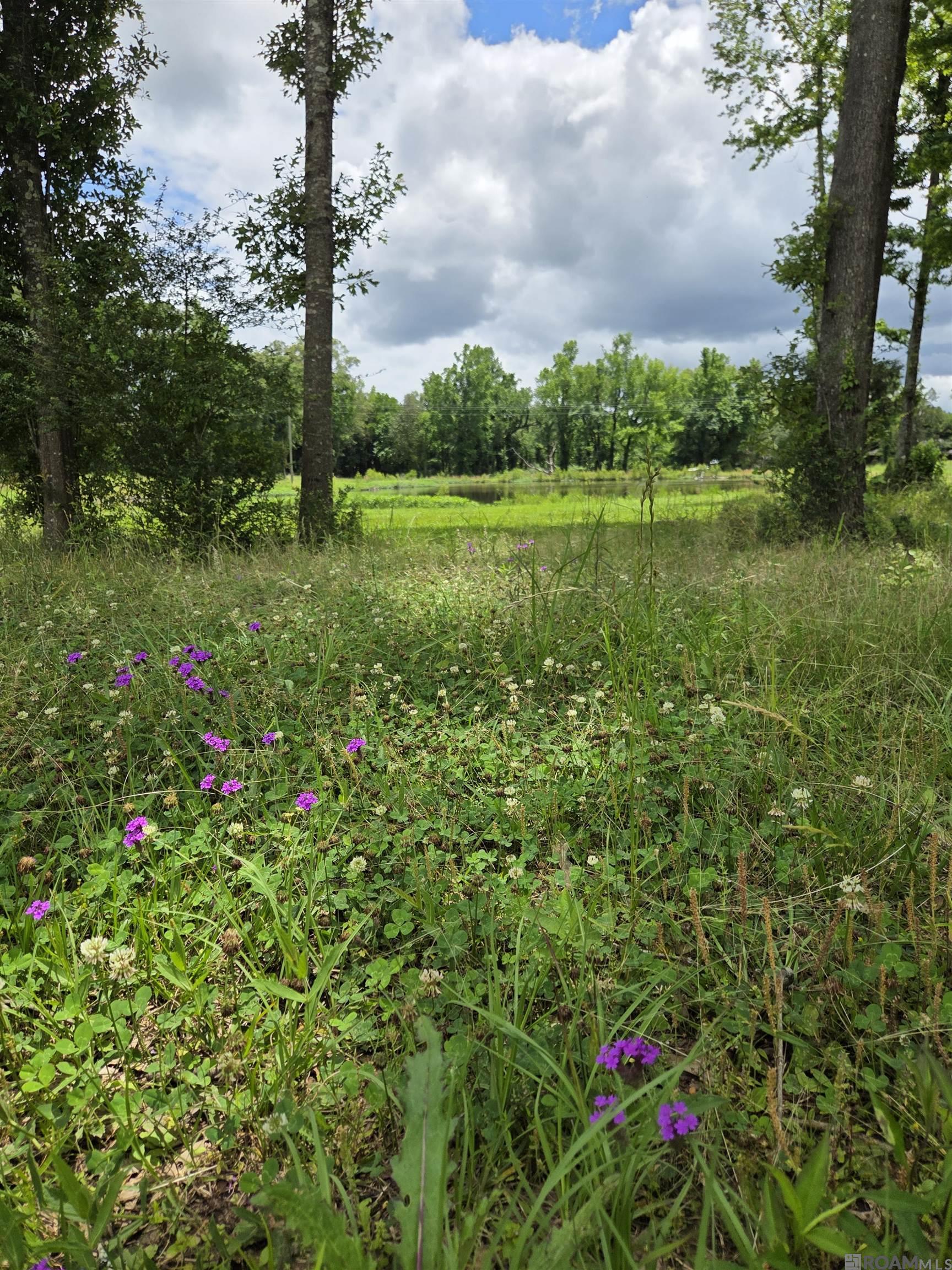 3097 La Hwy 966, Saint Francisville, Louisiana image 4