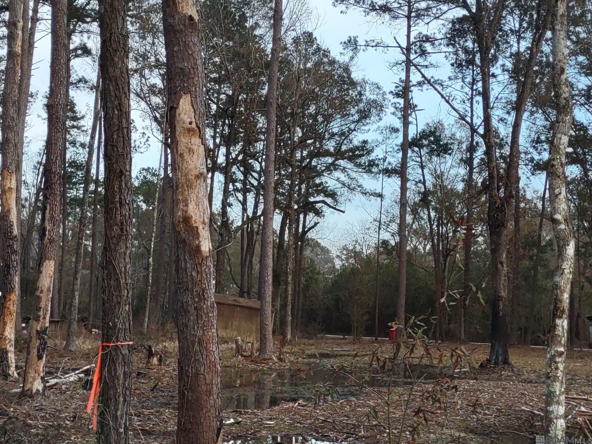 35220 La Hwy 441, Holden, Louisiana image 4