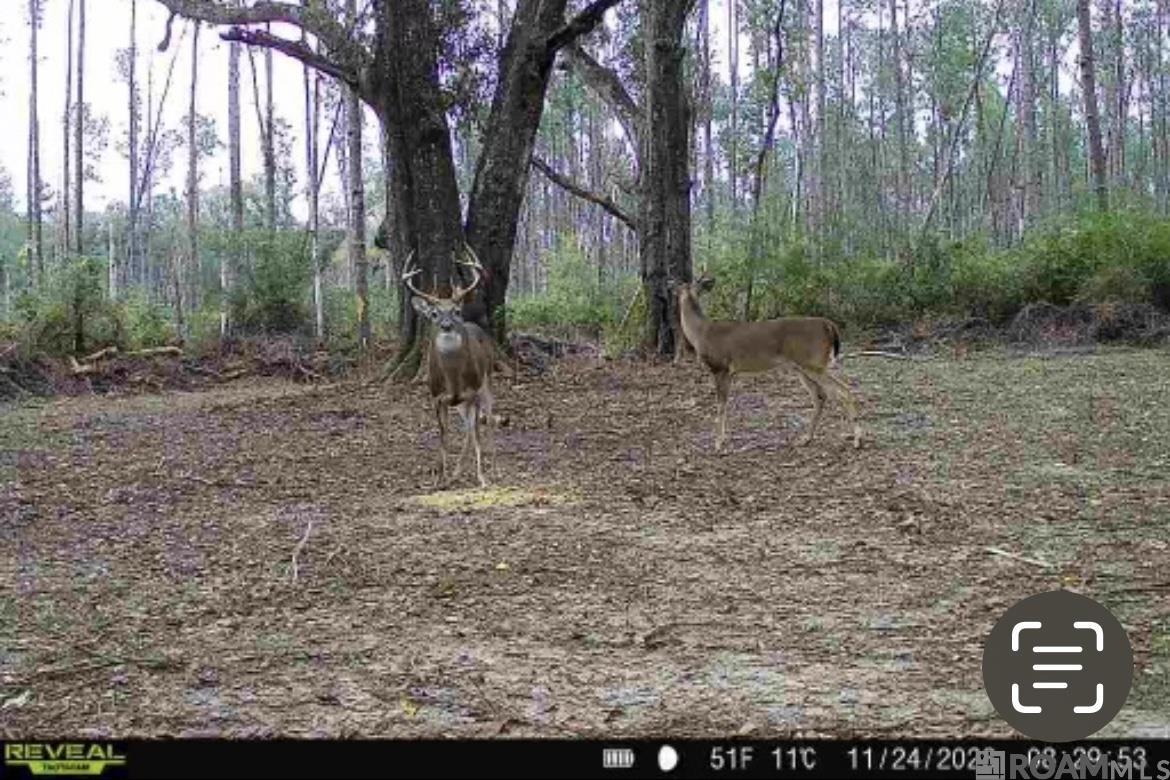 10 Hwy 1062, Loranger, Louisiana image 16