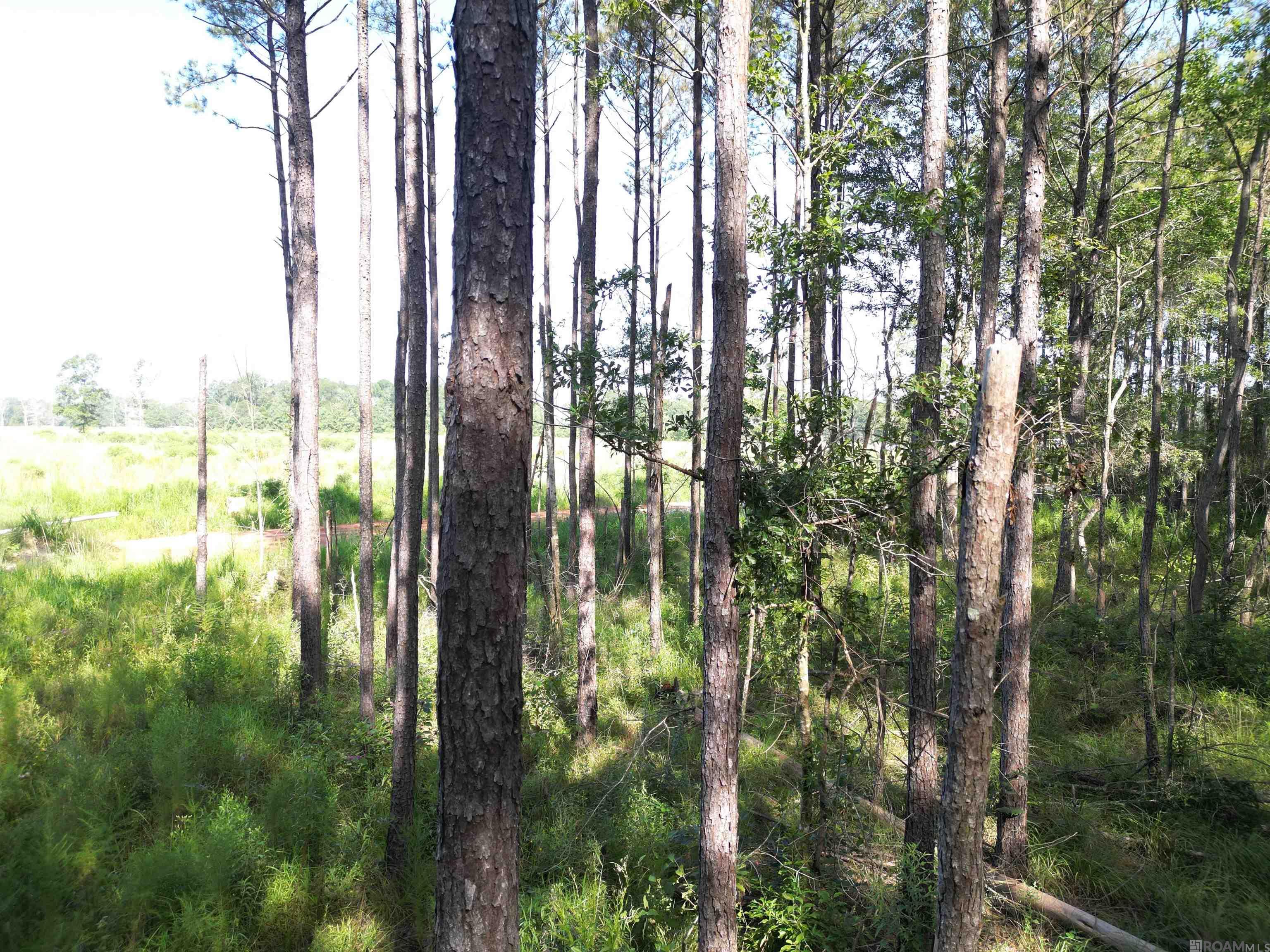 LOT 5 Critter Cove Ln, Livingston, Louisiana image 13