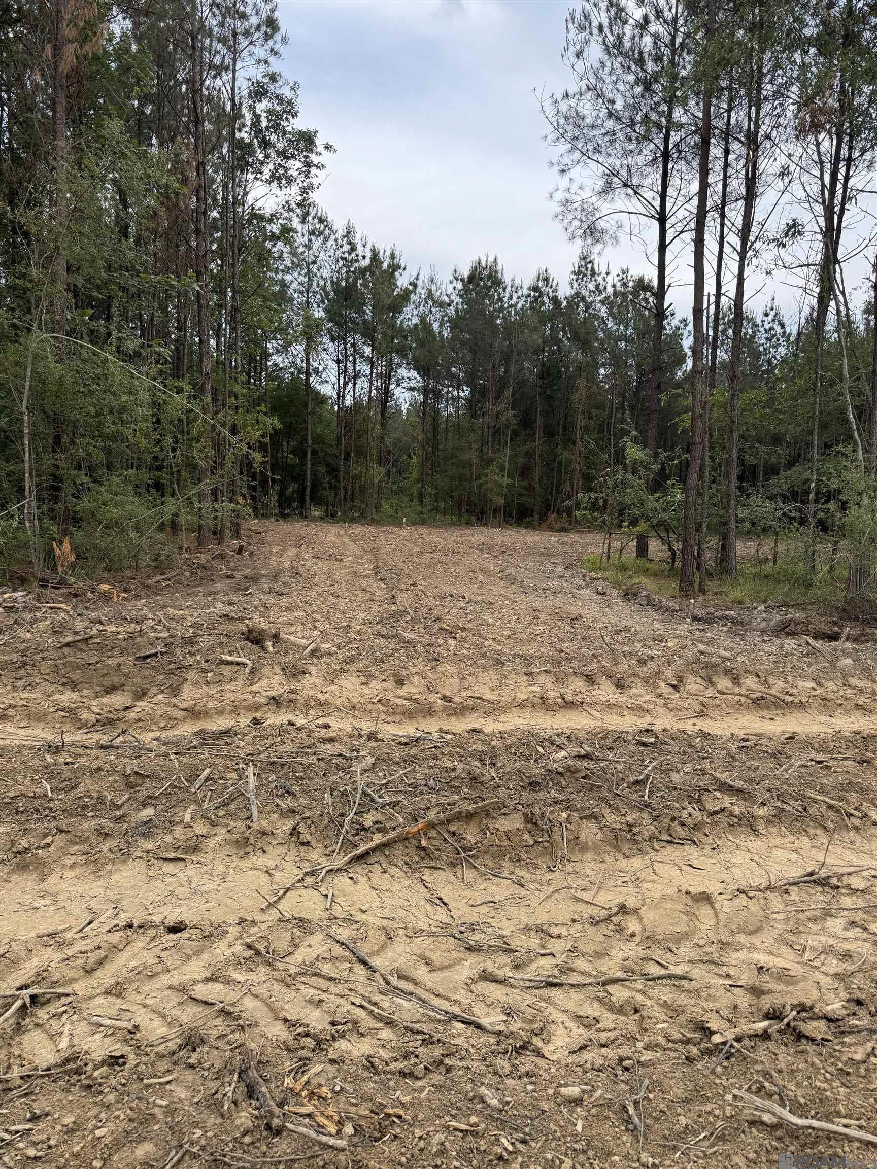 Lot 19 Honey Grove, Livingston, Louisiana image 4