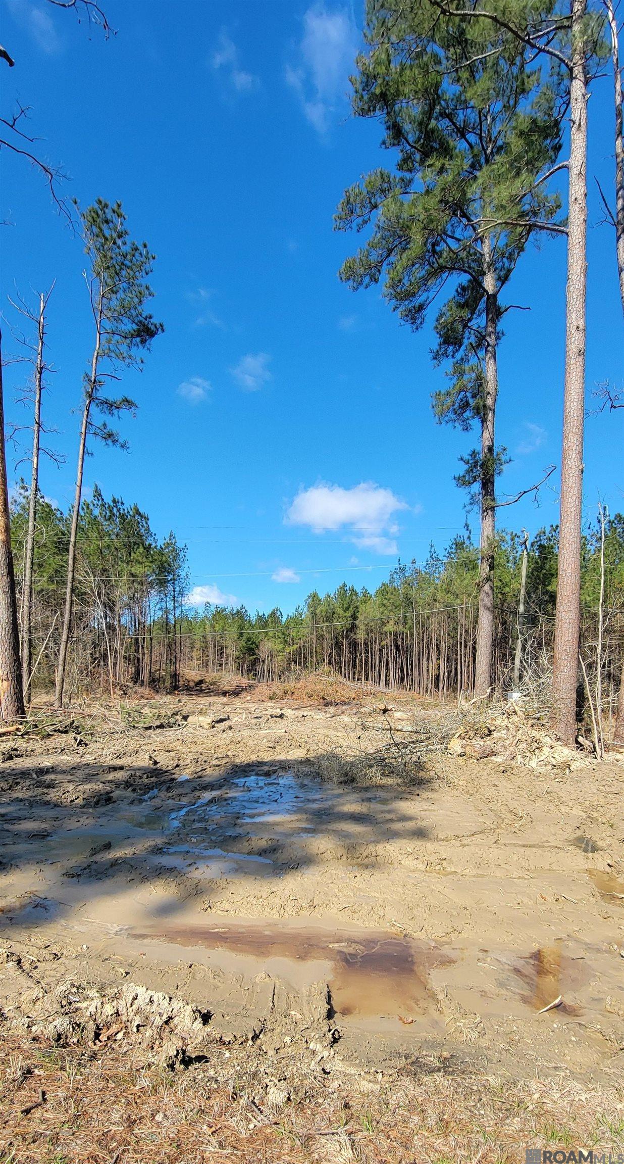 Lot 19 Honey Grove, Livingston, Louisiana image 9