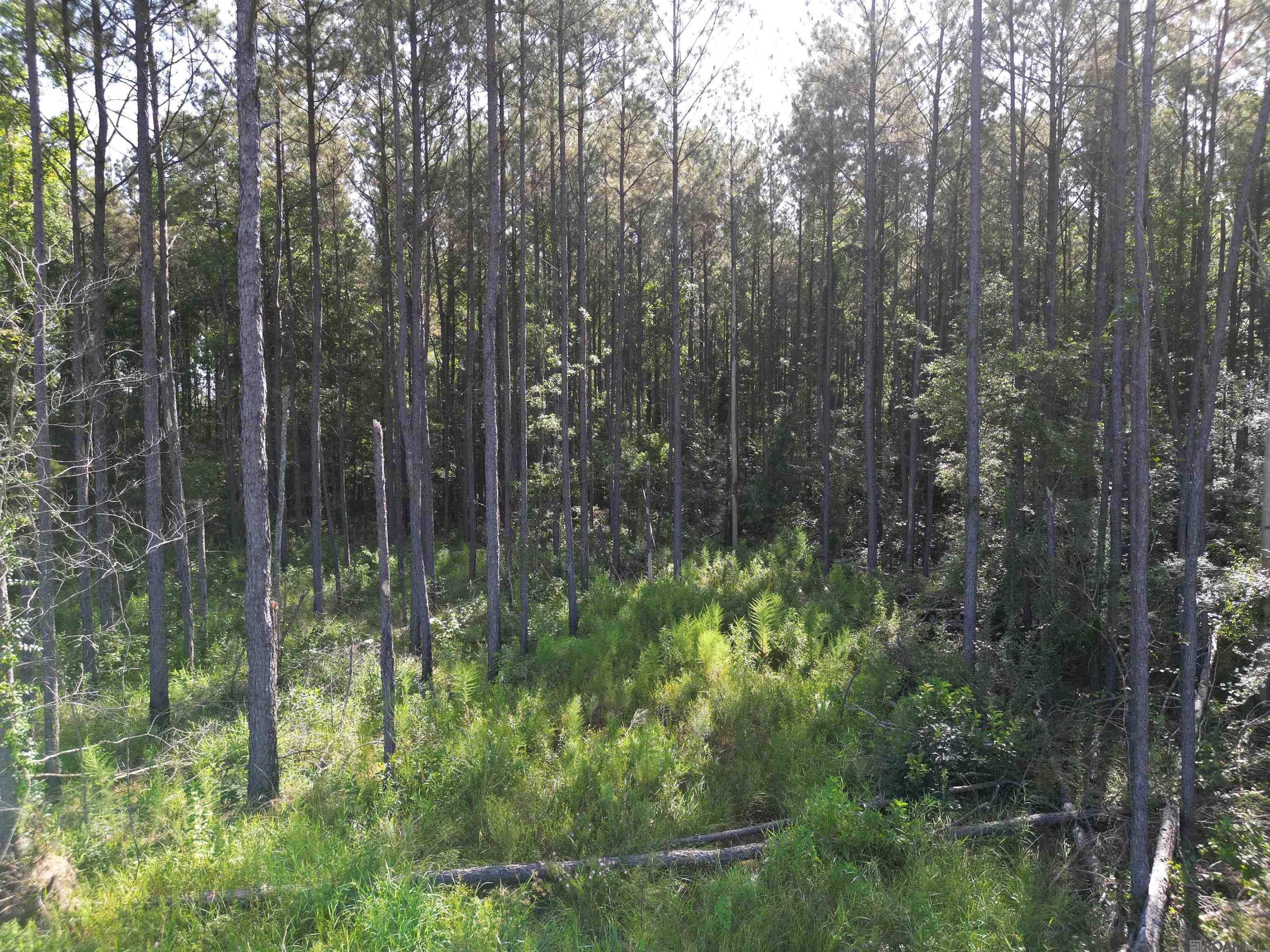 LOT 3 Critter Cove Ln, Livingston, Louisiana image 11