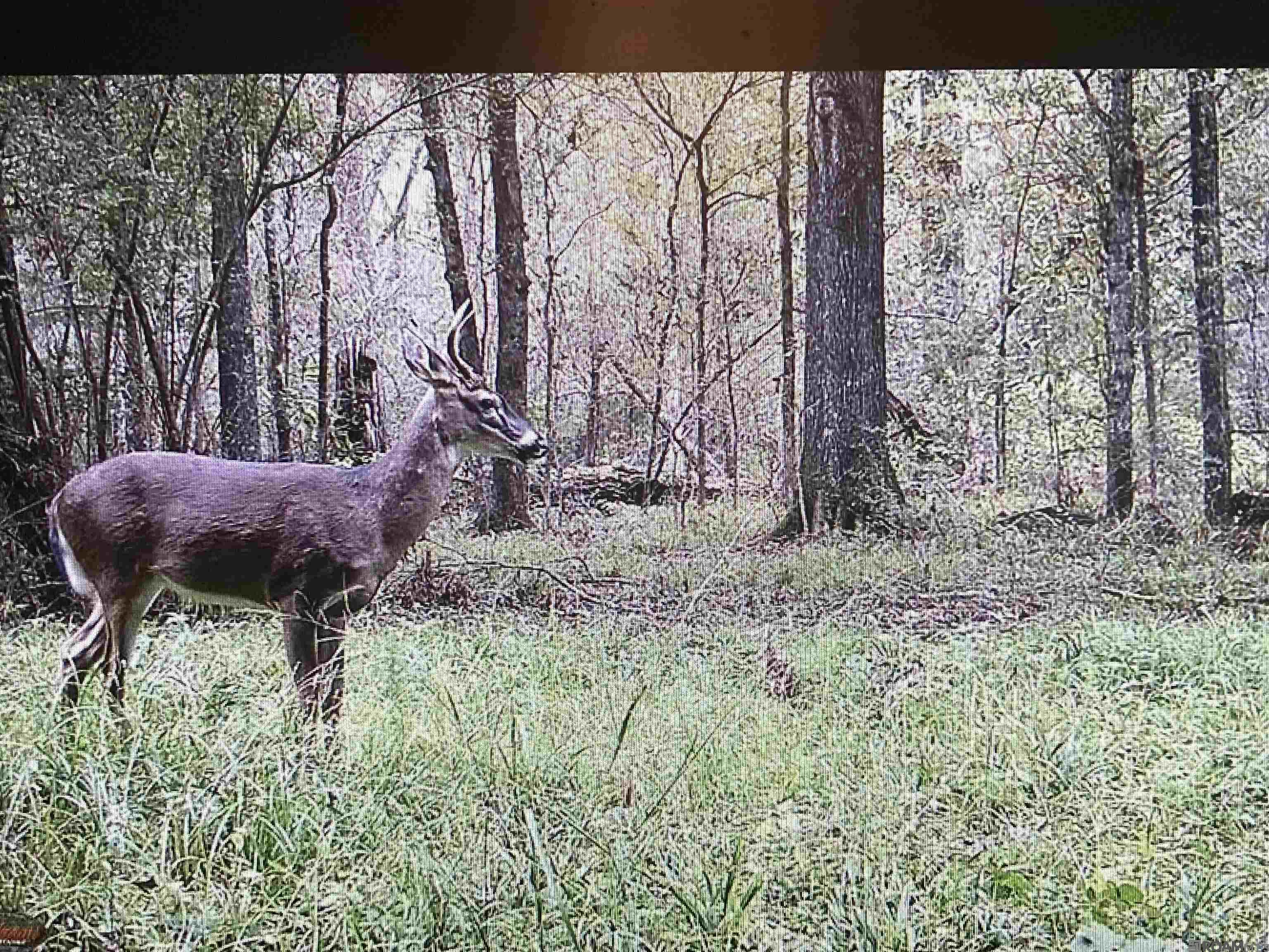 5901 Line Rd, Ethel, Louisiana image 3