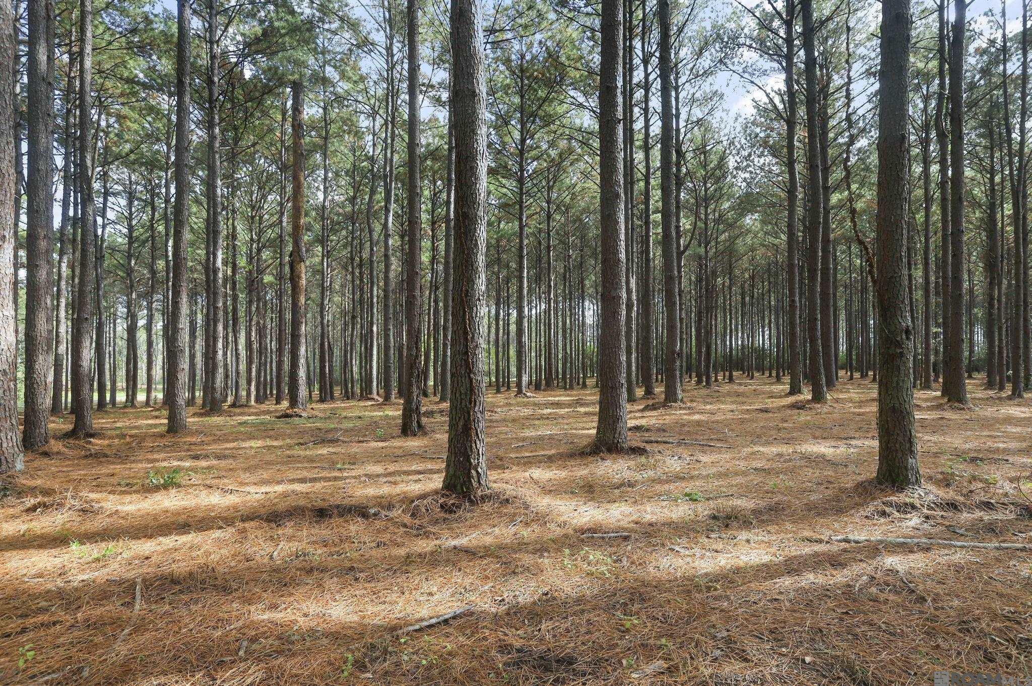 80114 Rosemary Lane, Saint Francisville, Louisiana image 9