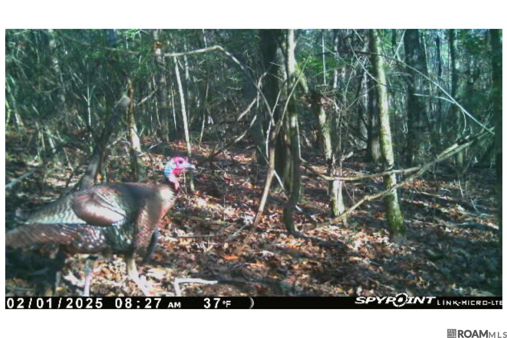 20 La Hwy 960, Clinton, Louisiana image 4