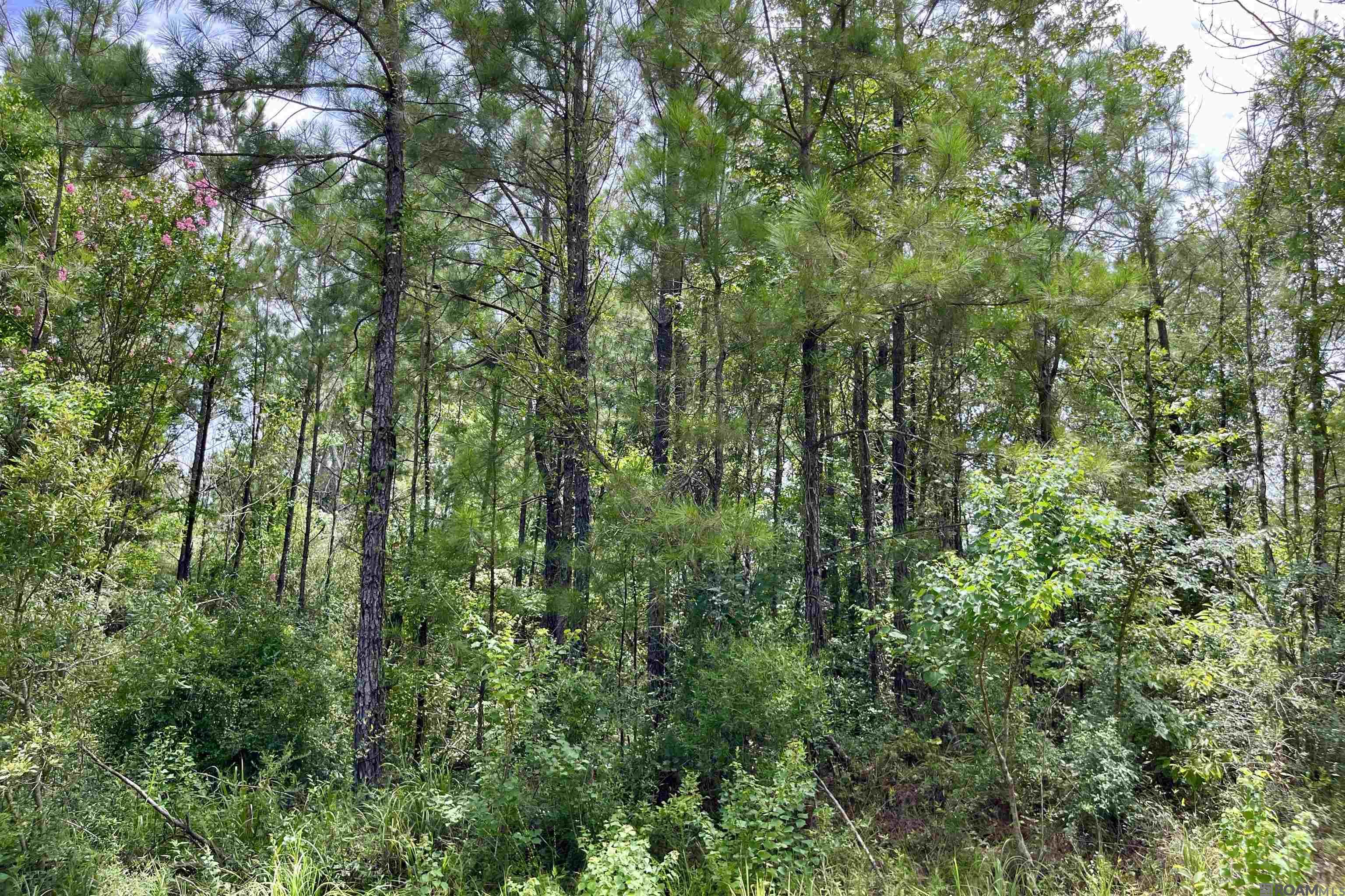 20 La Hwy 960, Clinton, Louisiana image 3