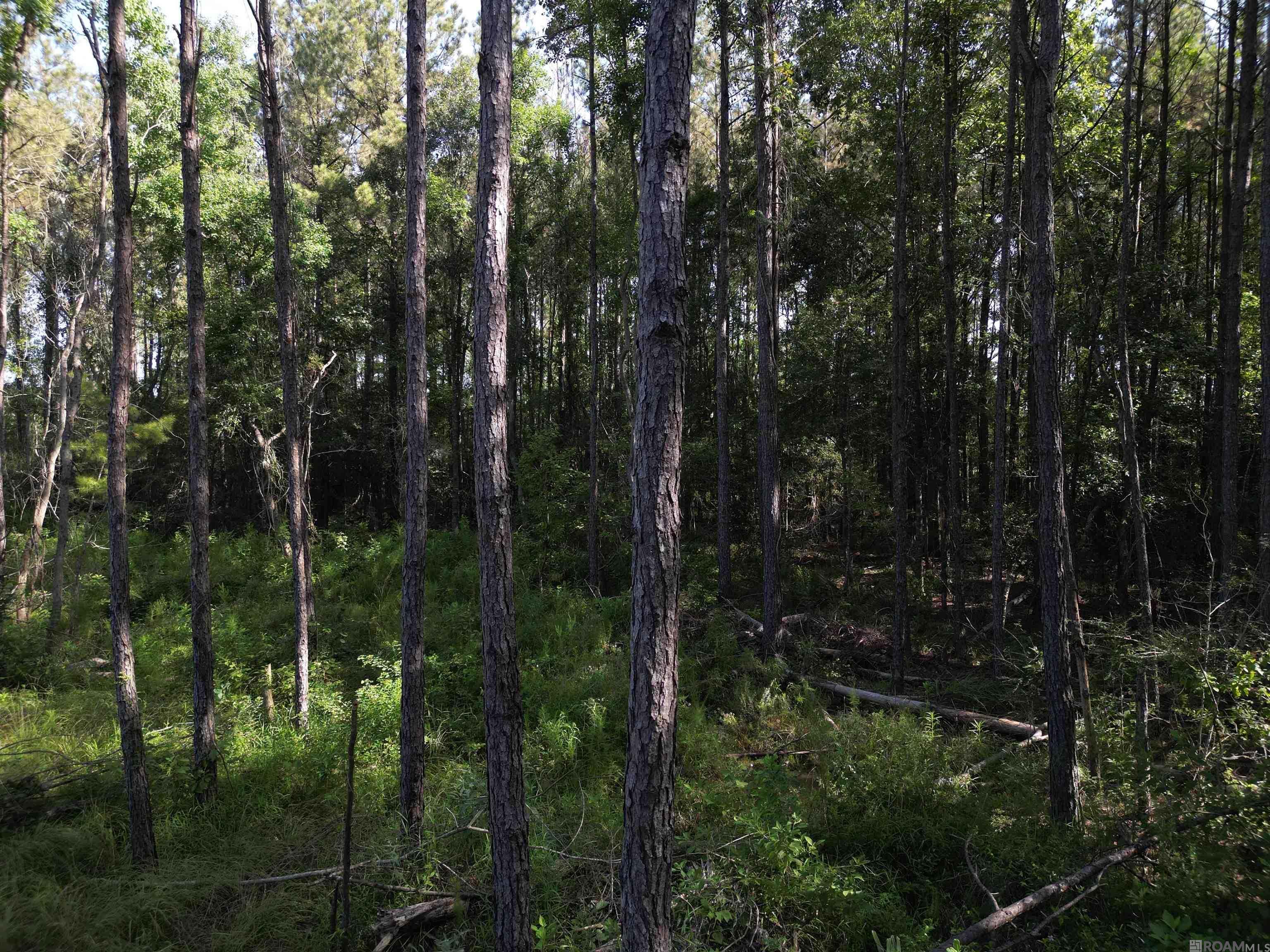 LOT 2 Critter Cove Ln, Livingston, Louisiana image 12