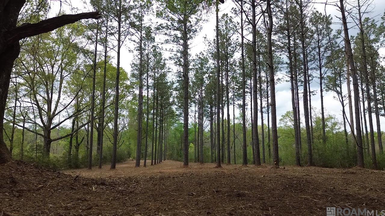 Tract D Monroe Stevens Rd, Kentwood, Louisiana image 3