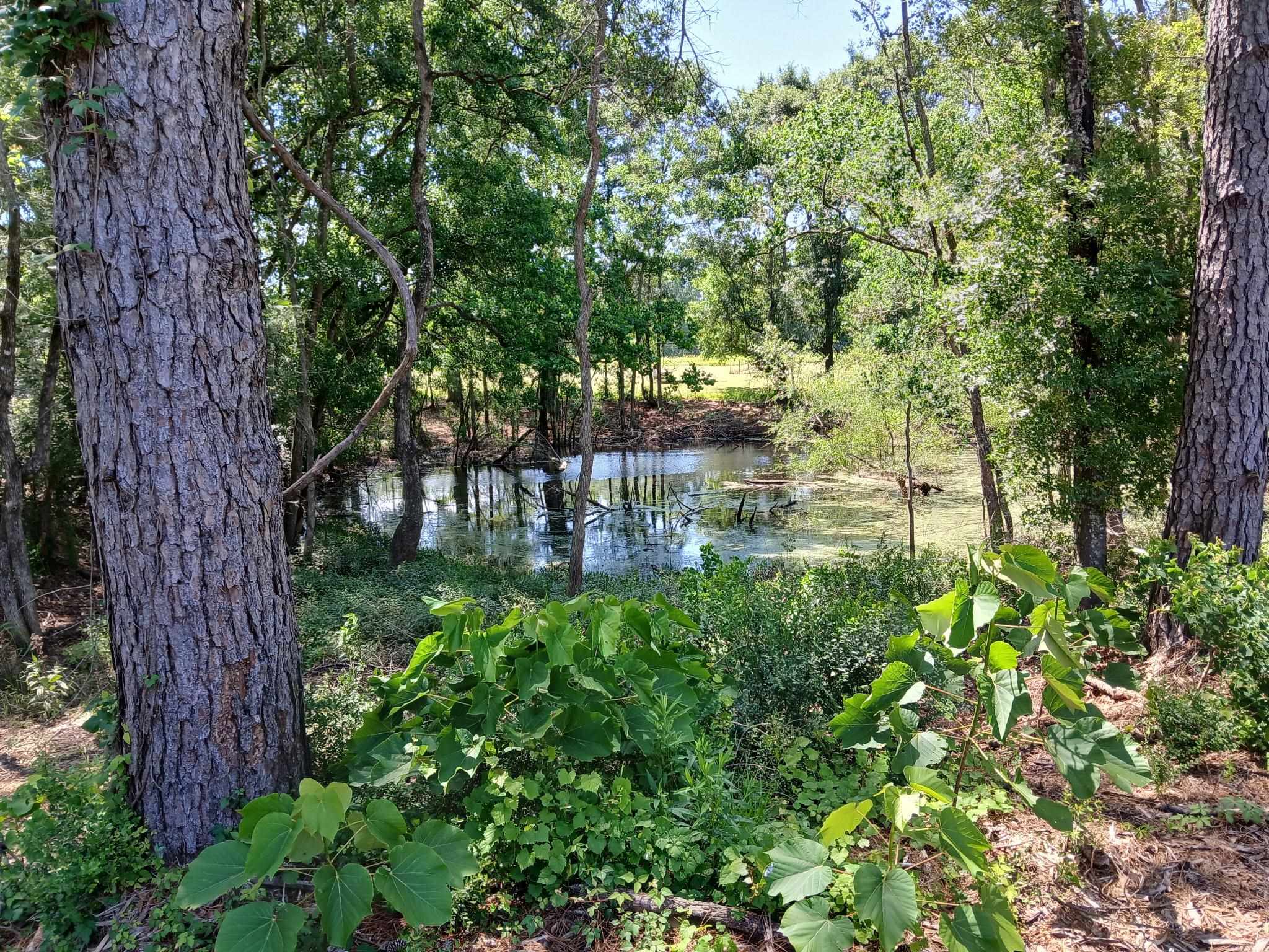 38090 Emmett Carter Road, Mount Hermon, Louisiana image 5