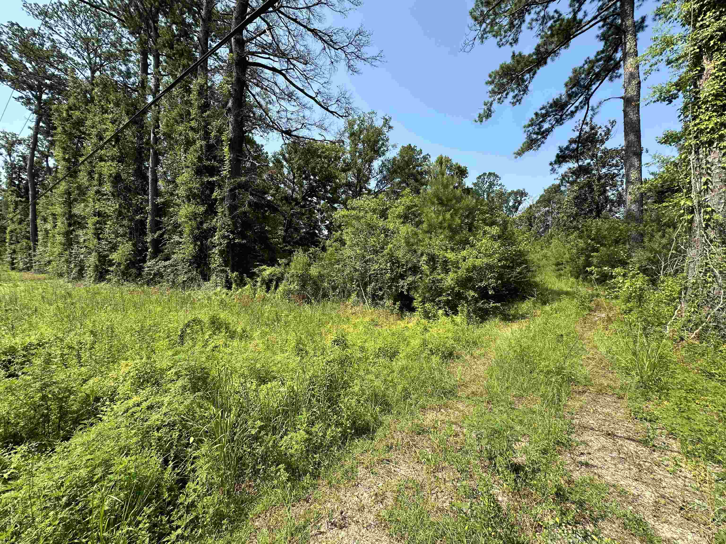 6.31 Acres La Hwy 1036, Holden, Louisiana image 15