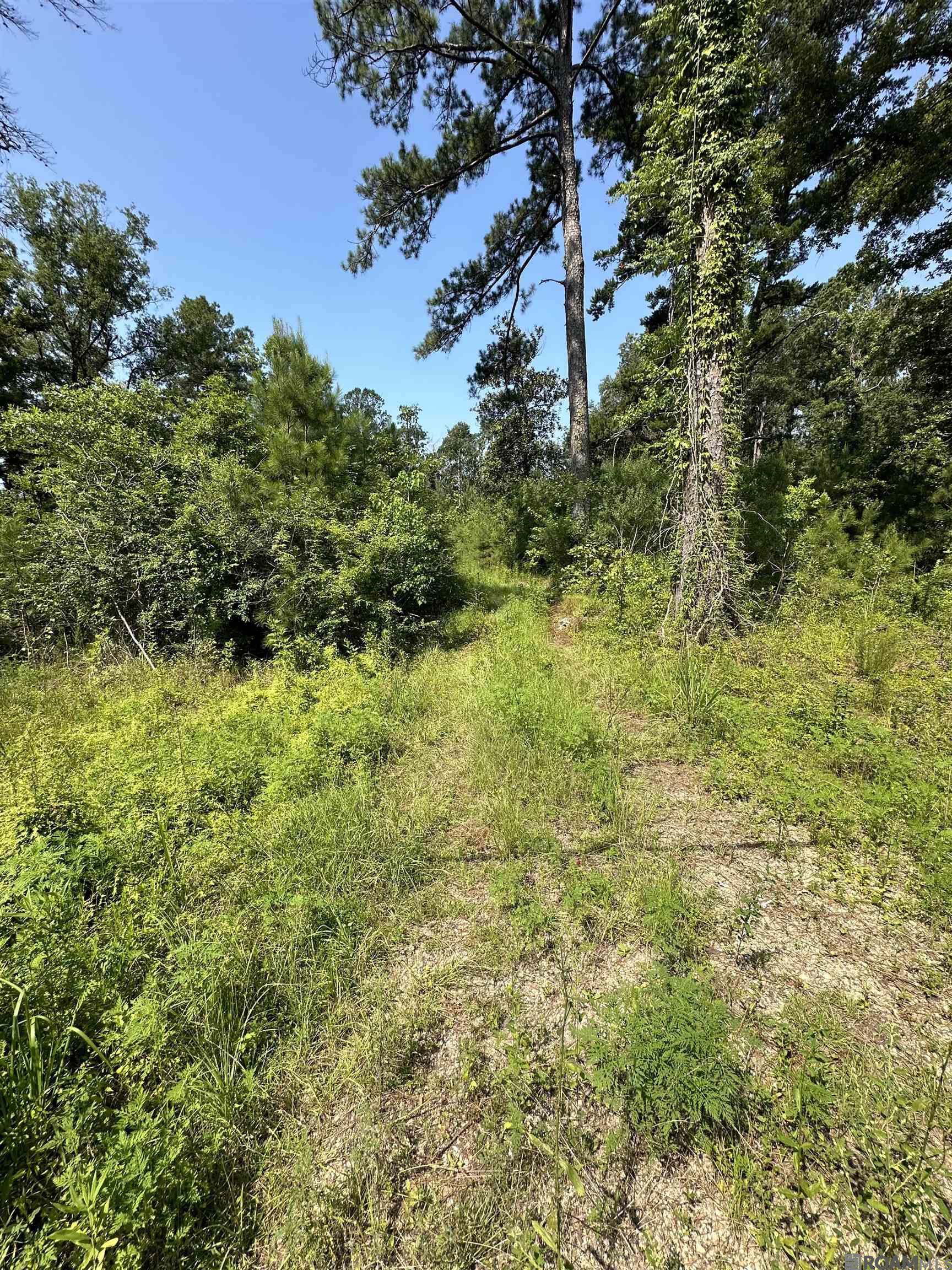 6.31 Acres La Hwy 1036, Holden, Louisiana image 8