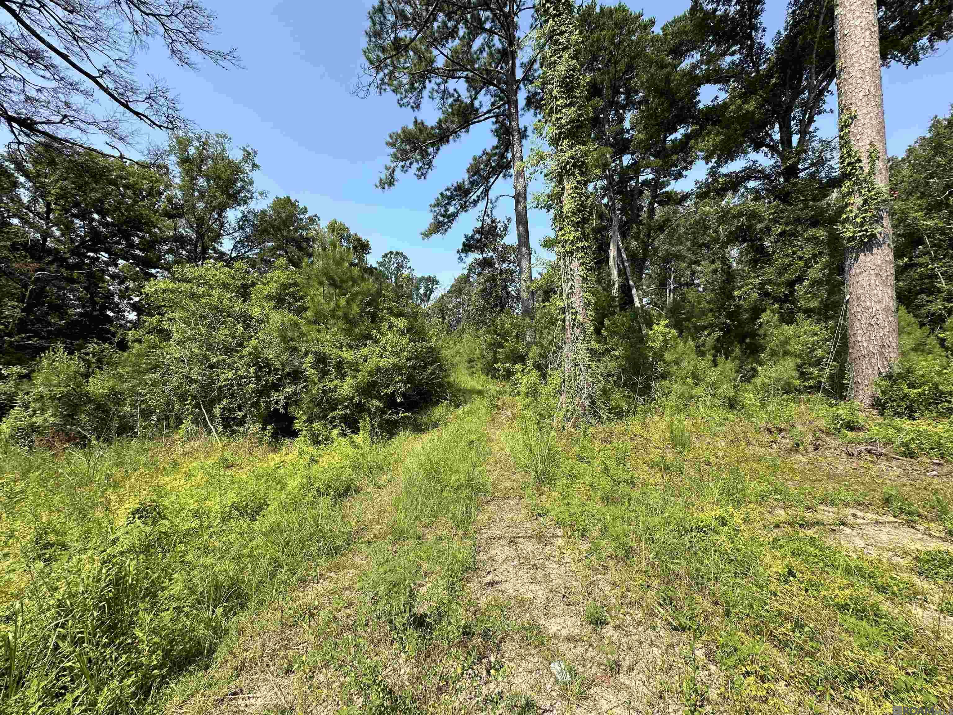 6.31 Acres La Hwy 1036, Holden, Louisiana image 6