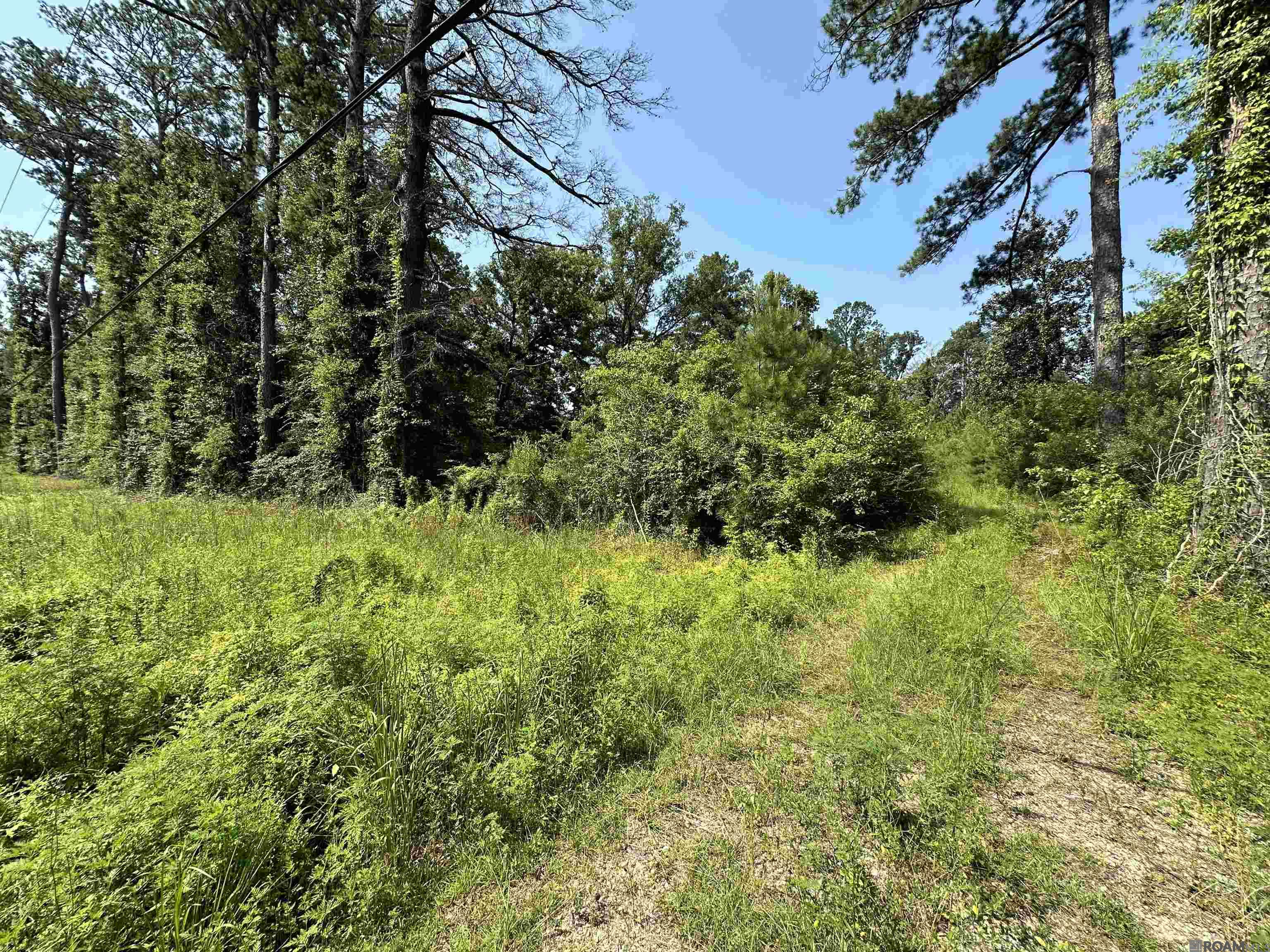 6.31 Acres La Hwy 1036, Holden, Louisiana image 13