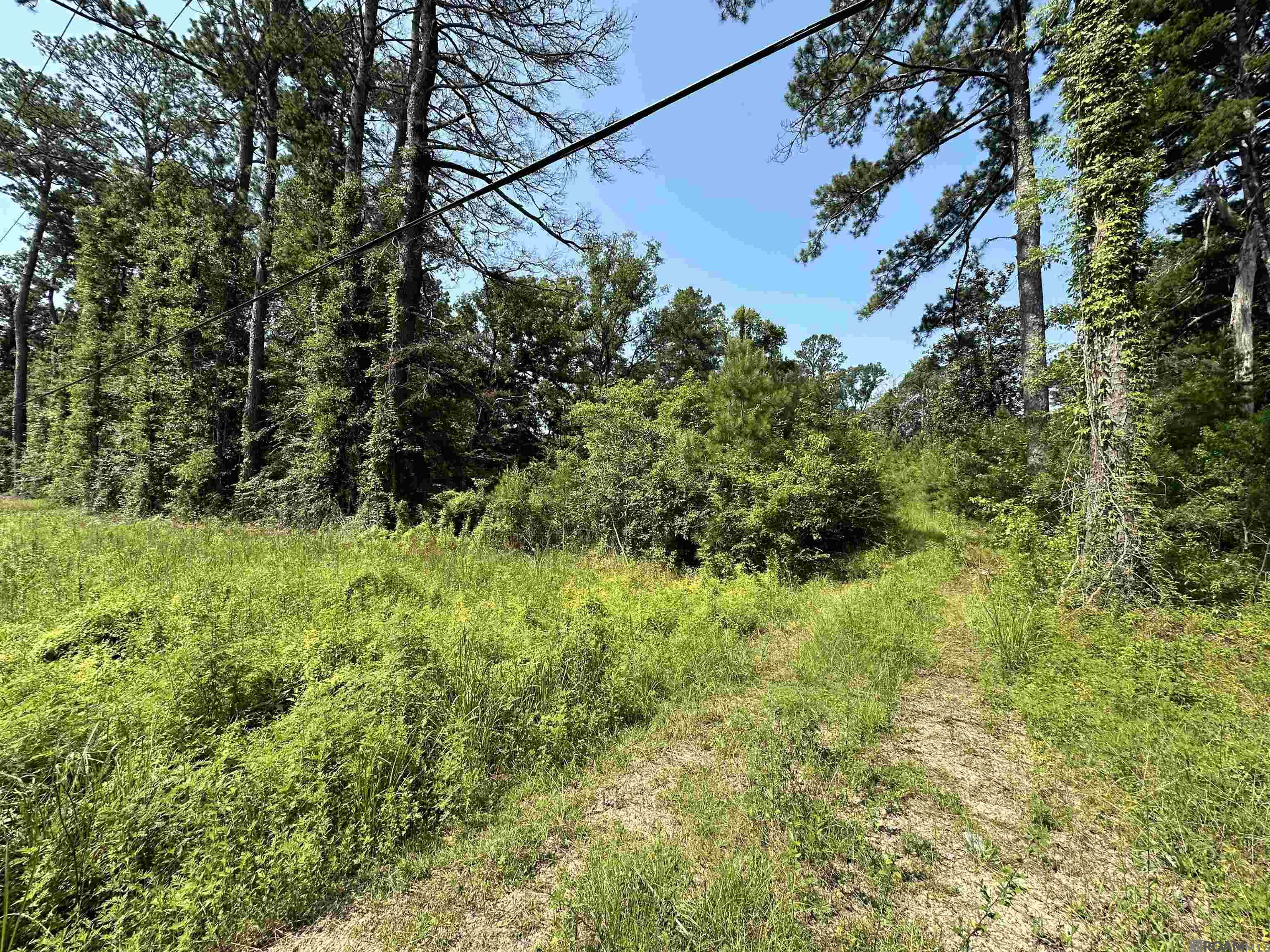 6.31 Acres La Hwy 1036, Holden, Louisiana image 5