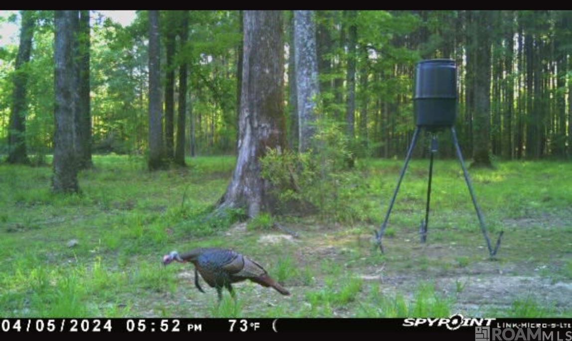 100 La Hwy 422, Norwood, Louisiana image 13