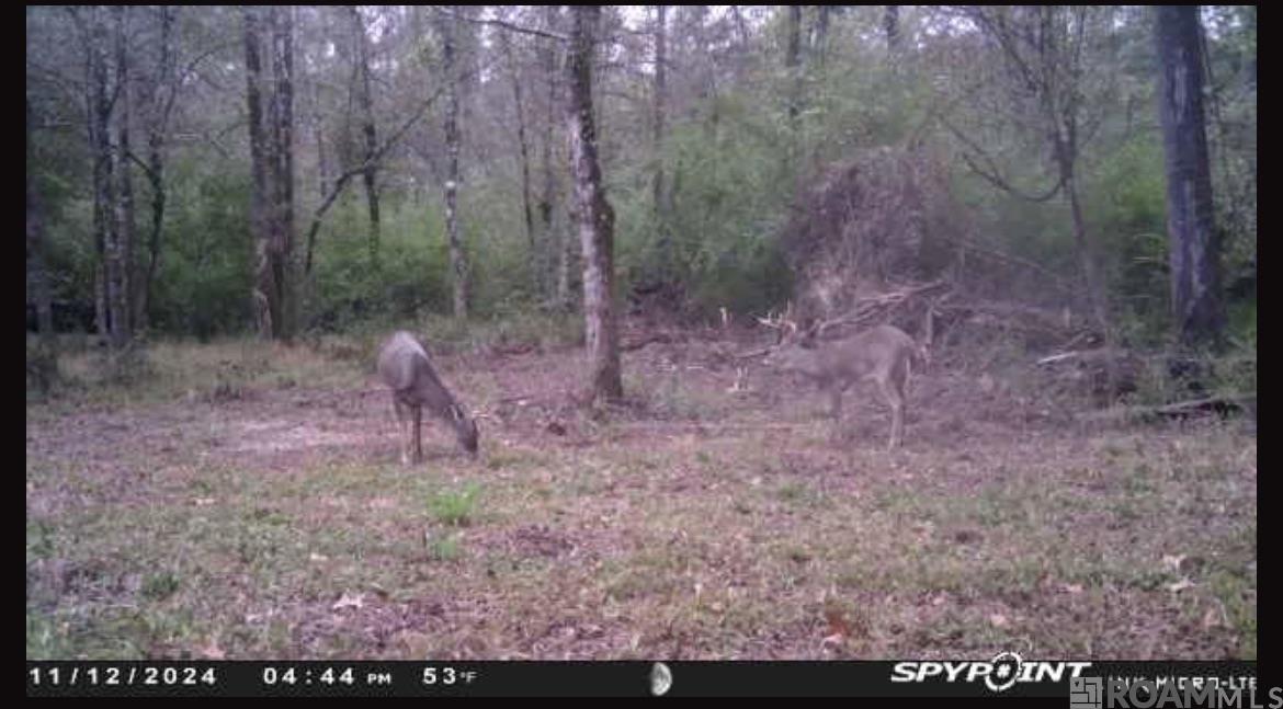 100 La Hwy 422, Norwood, Louisiana image 12