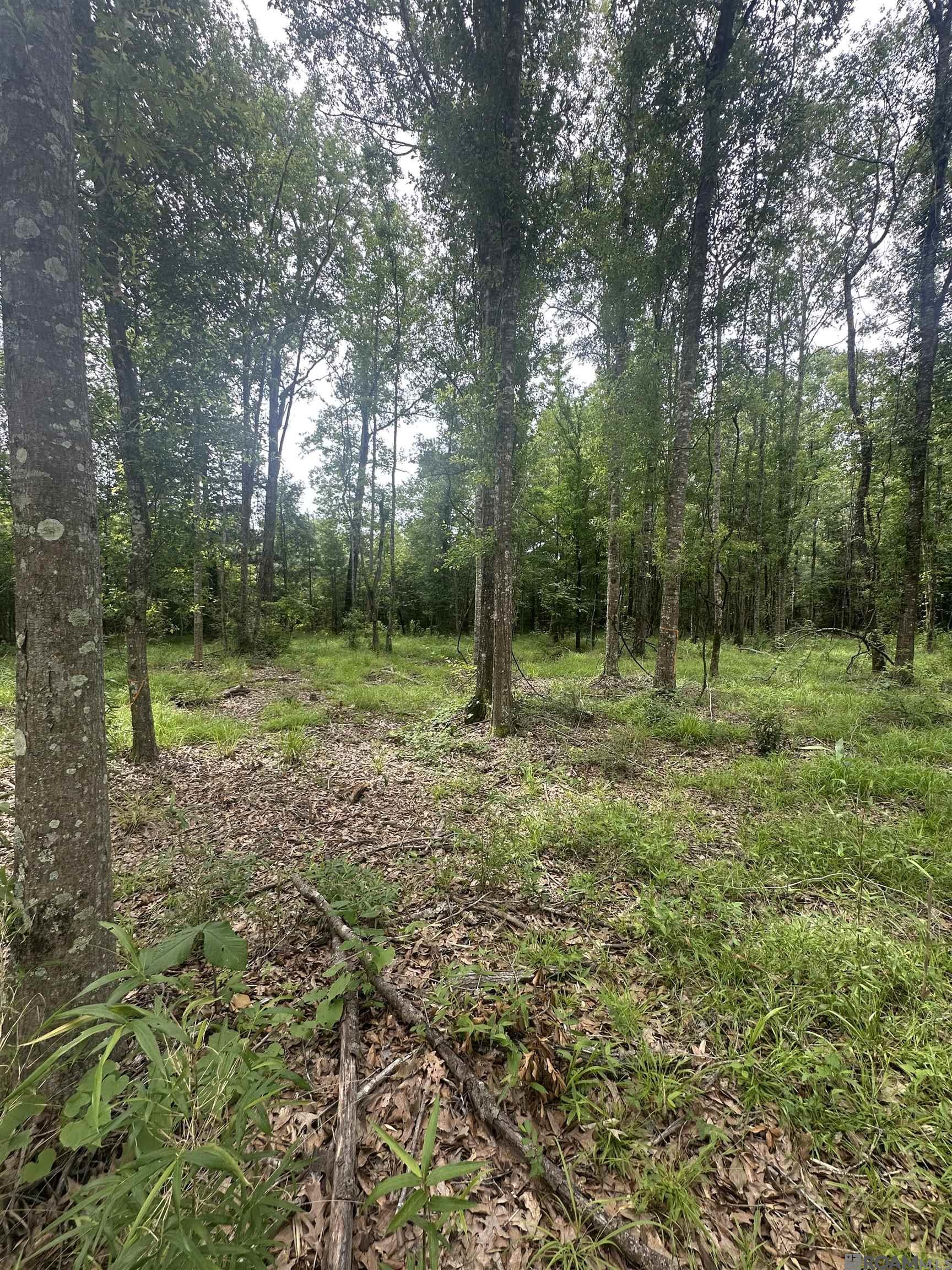 Lot SF-14 La Hwy 16, Denham Springs, Louisiana image 3
