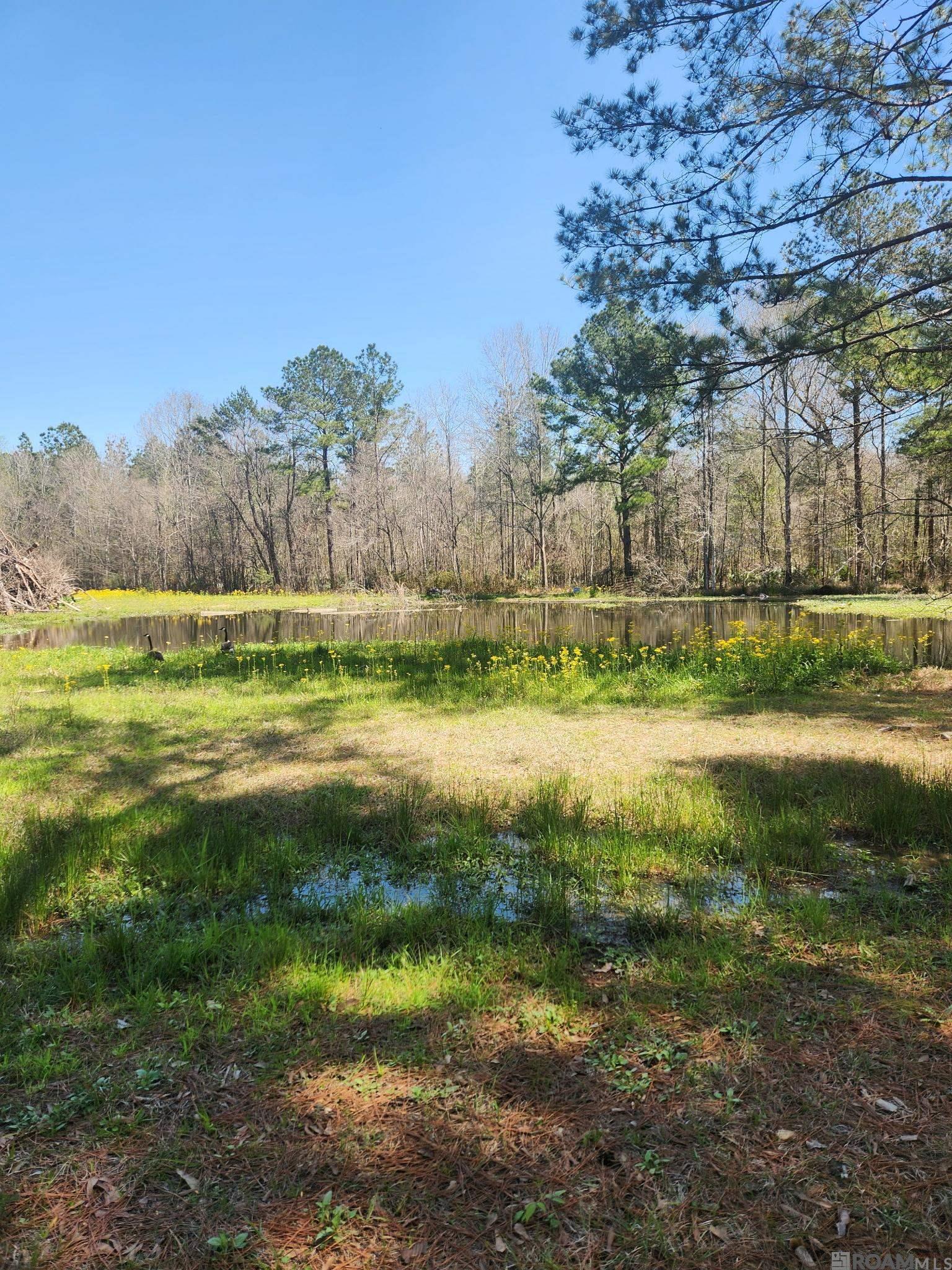 33050 Nancy Dr, Walker, Louisiana image 6
