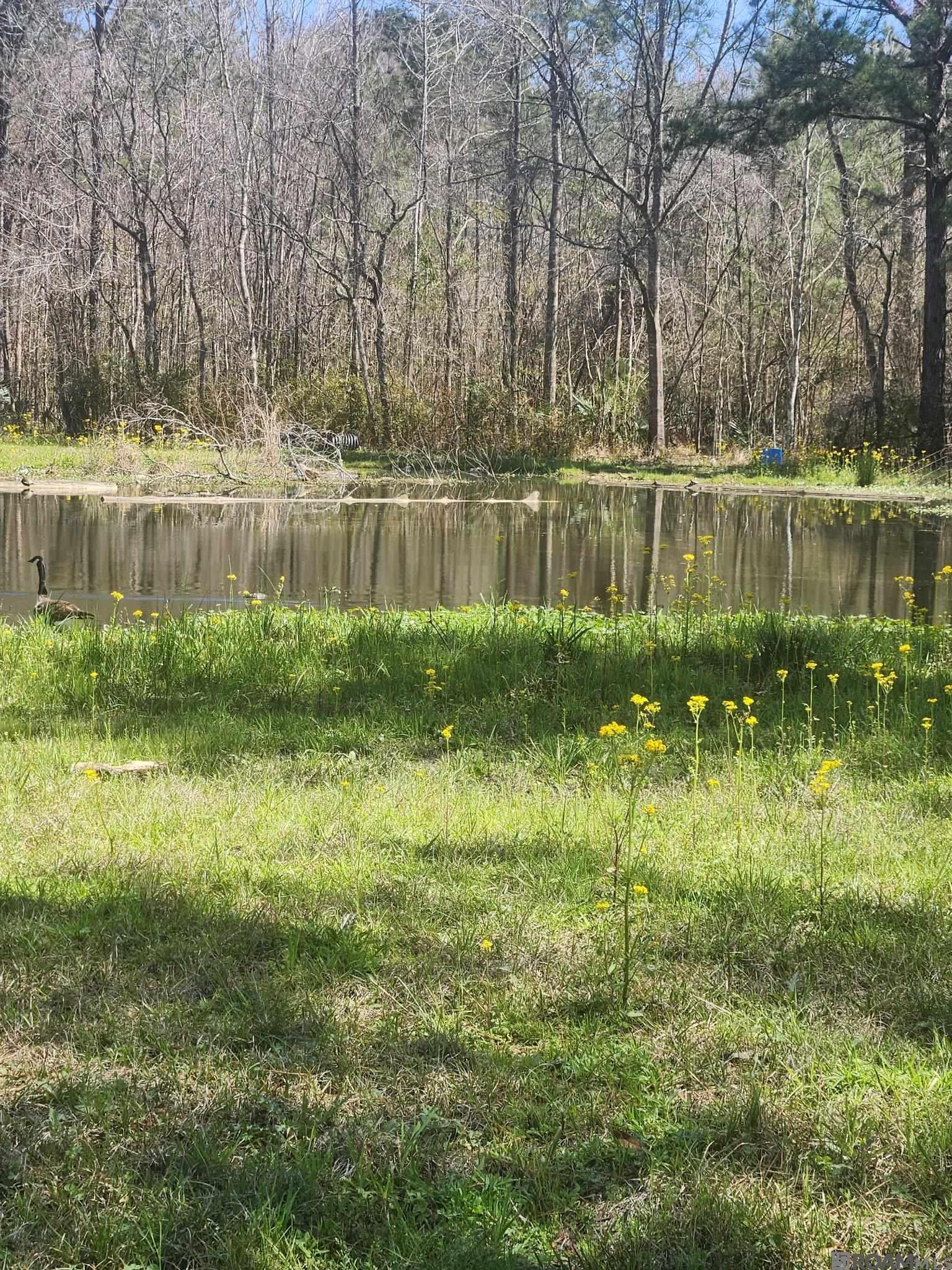 33050 Nancy Dr, Walker, Louisiana image 4