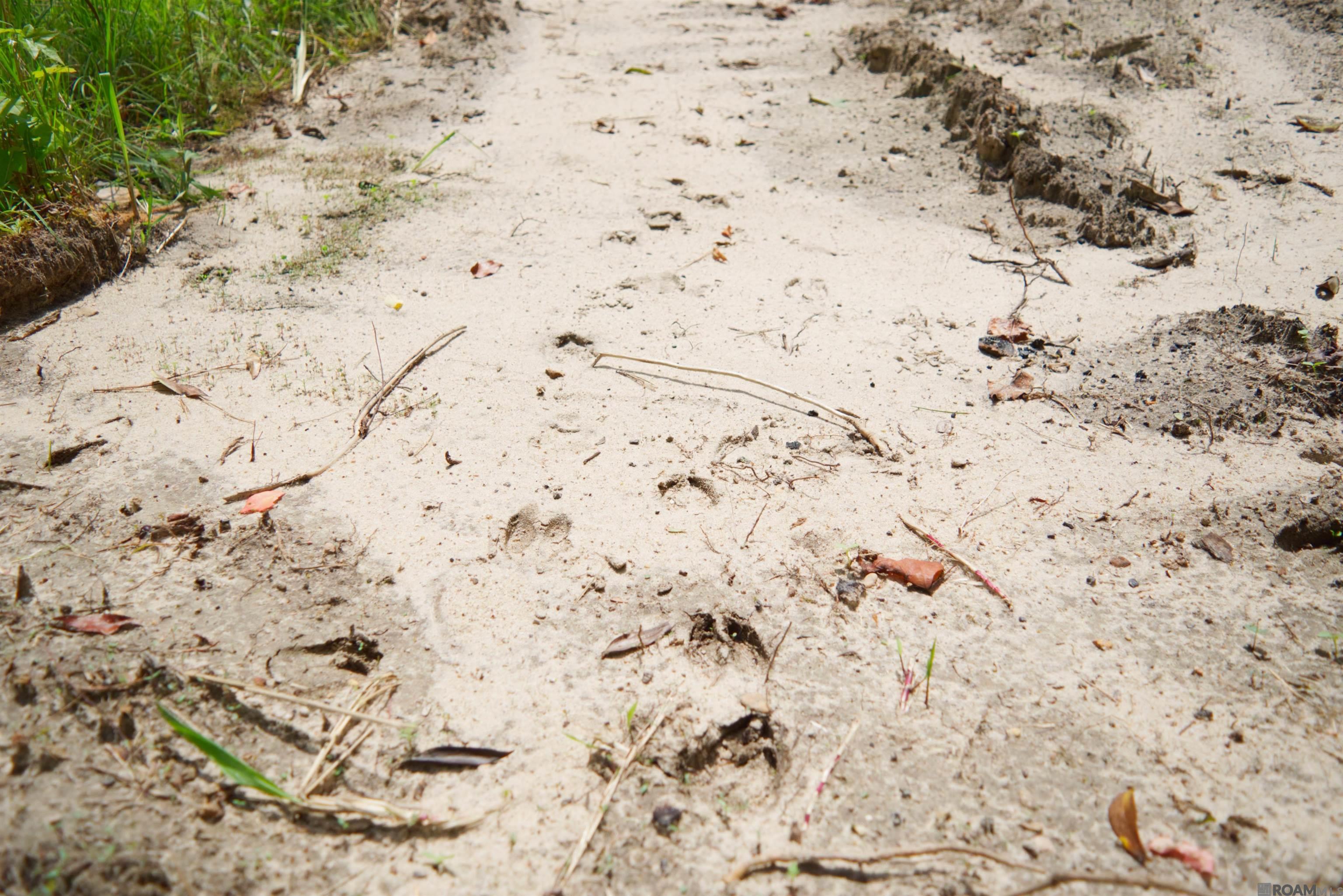 Lot 2 & 3 Hwy 62, Franklinton, Louisiana image 12