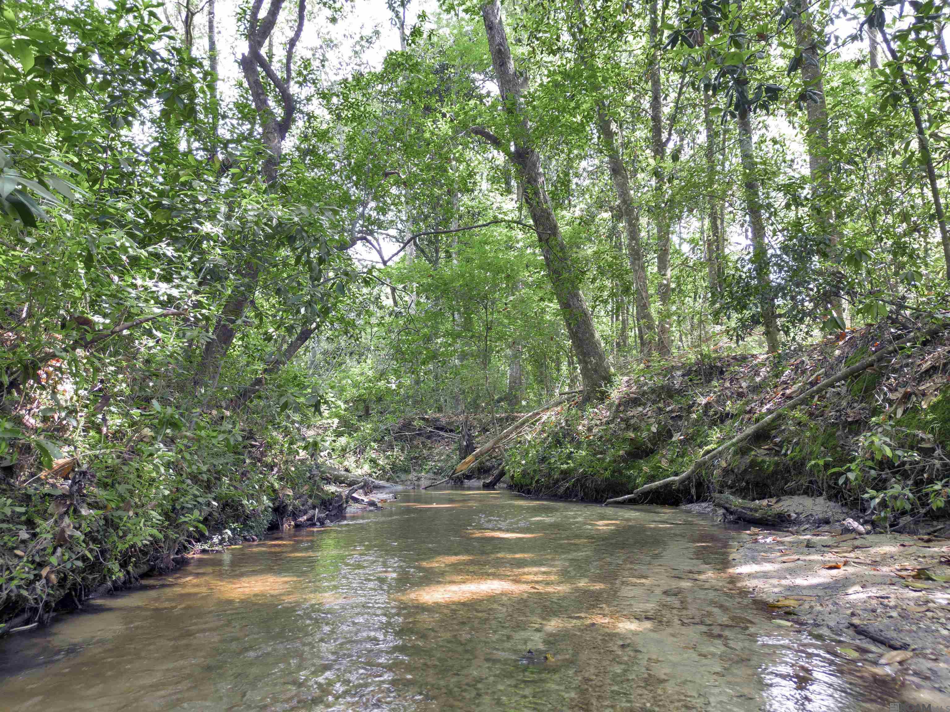 Lot 2 & 3 Hwy 62, Franklinton, Louisiana image 3