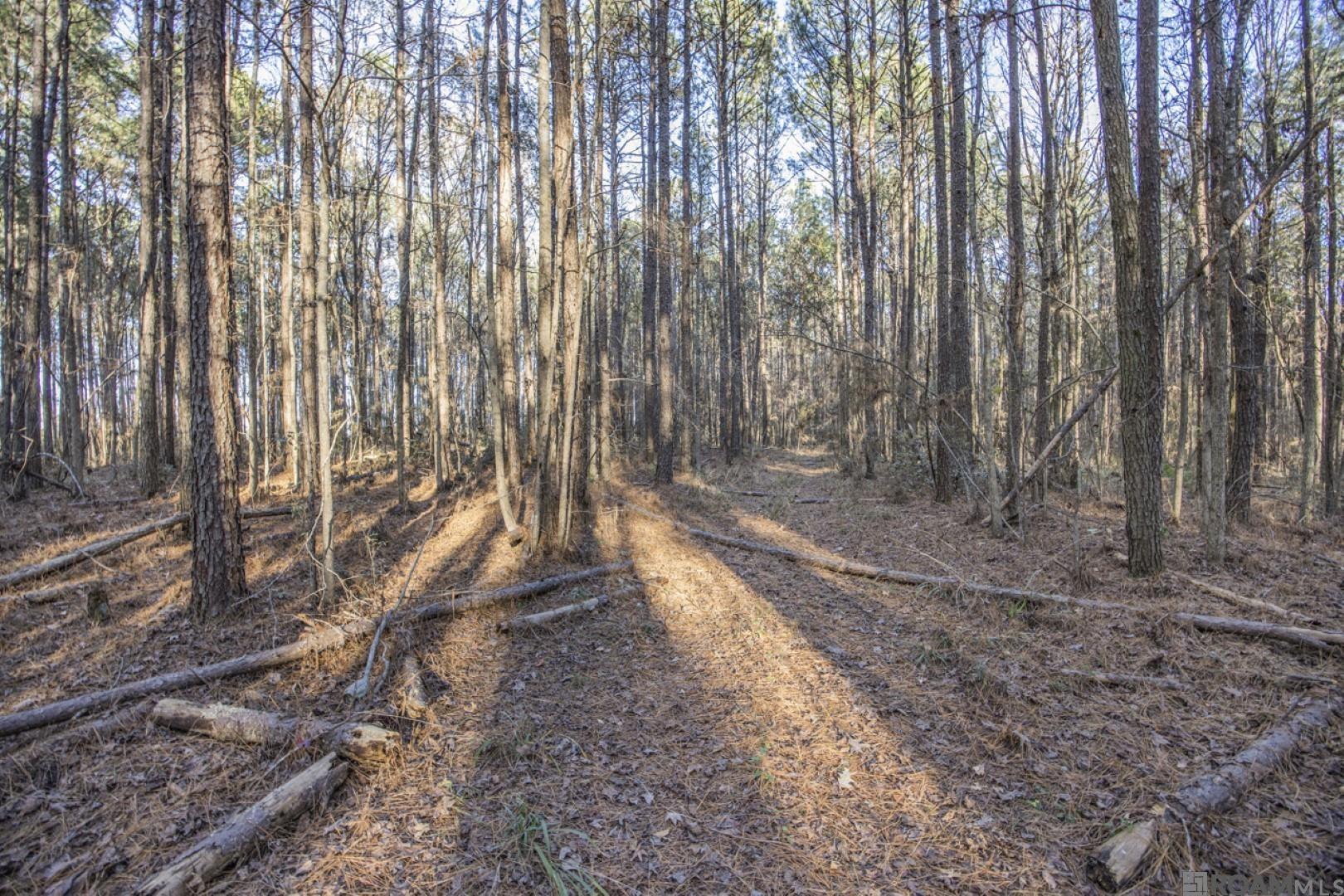 TBD La Hwy 967, Saint Francisville, Louisiana image 9