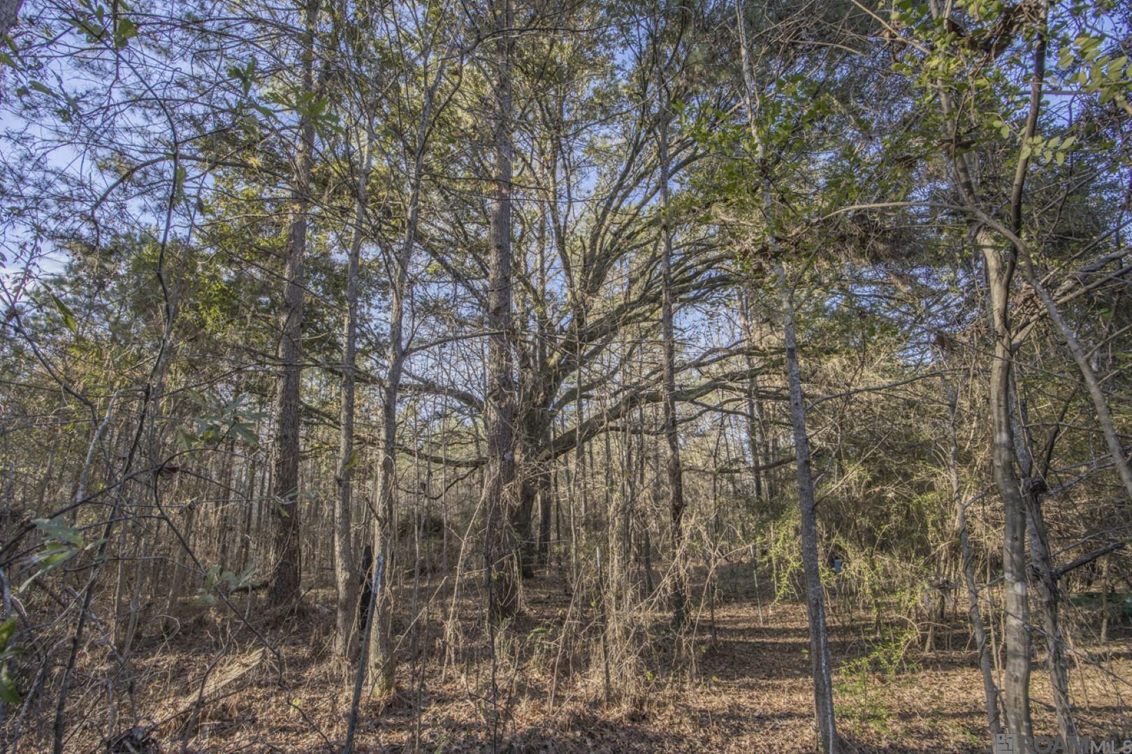 TBD La Hwy 967, Saint Francisville, Louisiana image 2