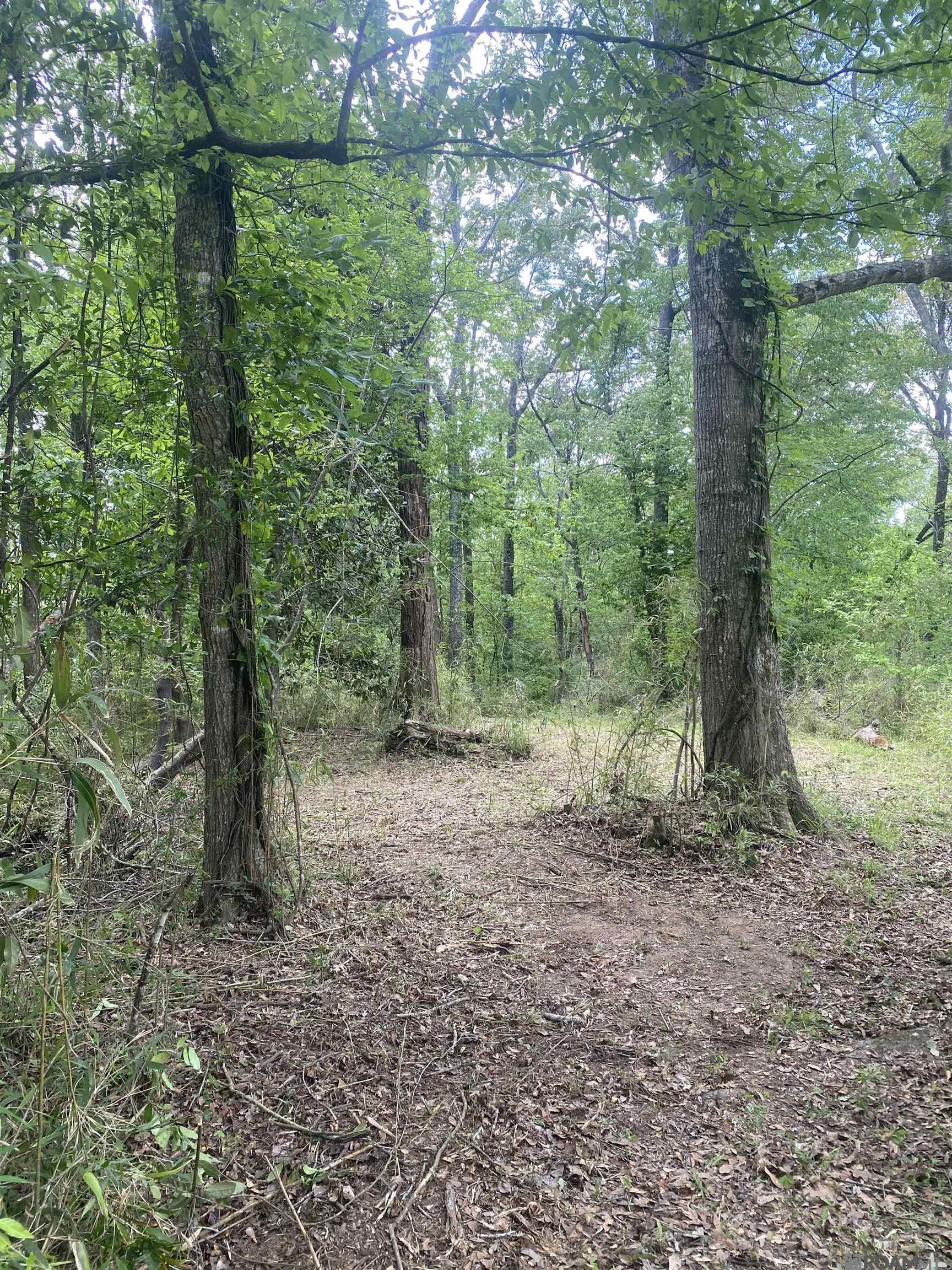 10354 Old Field Rd, Saint Francisville, Louisiana image 23