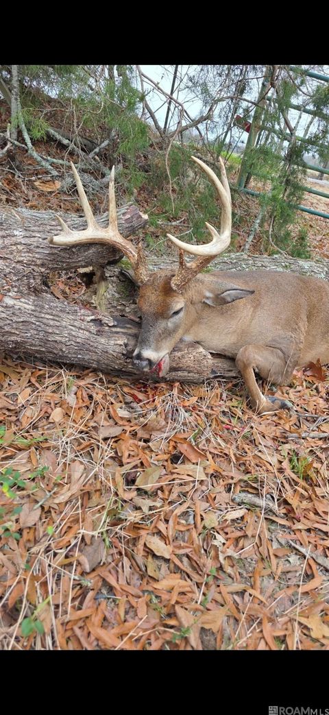 Vacant Land For Sale - Ellis Ln<br/> Winnsboro, LA 71295