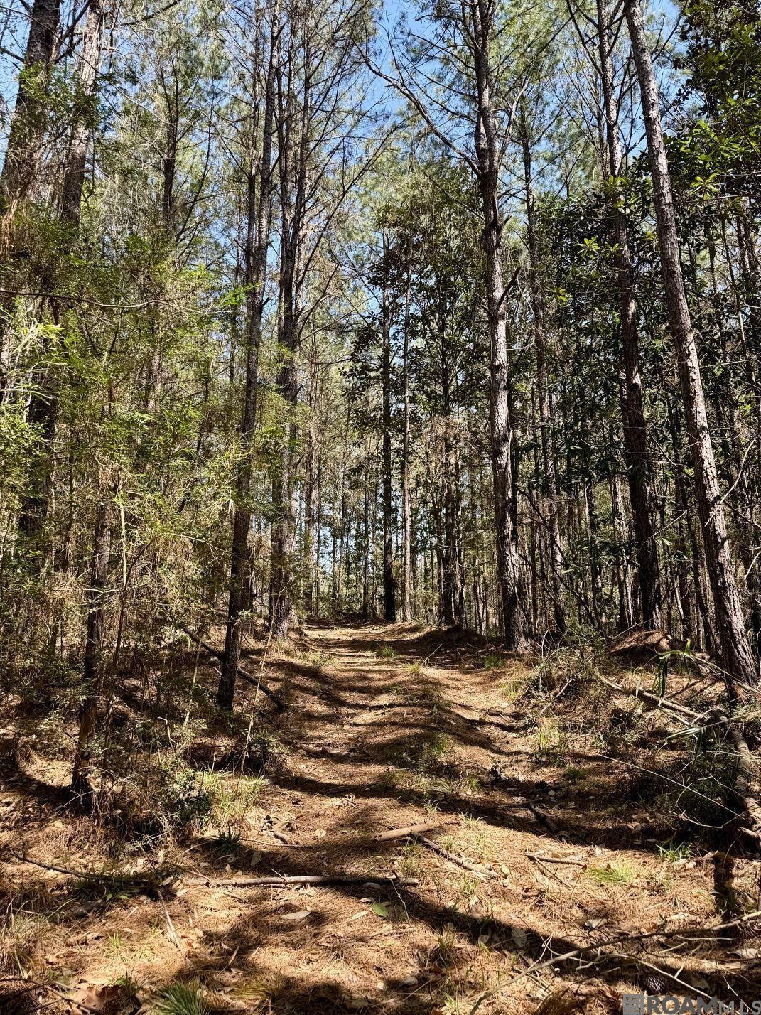 Lower Woodville Rd, Woodville, Mississippi image 13