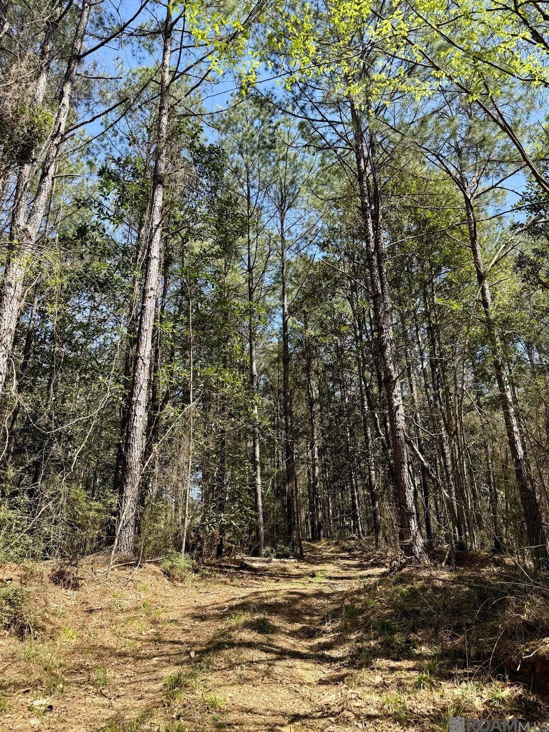 Lower Woodville Rd, Woodville, Mississippi image 11