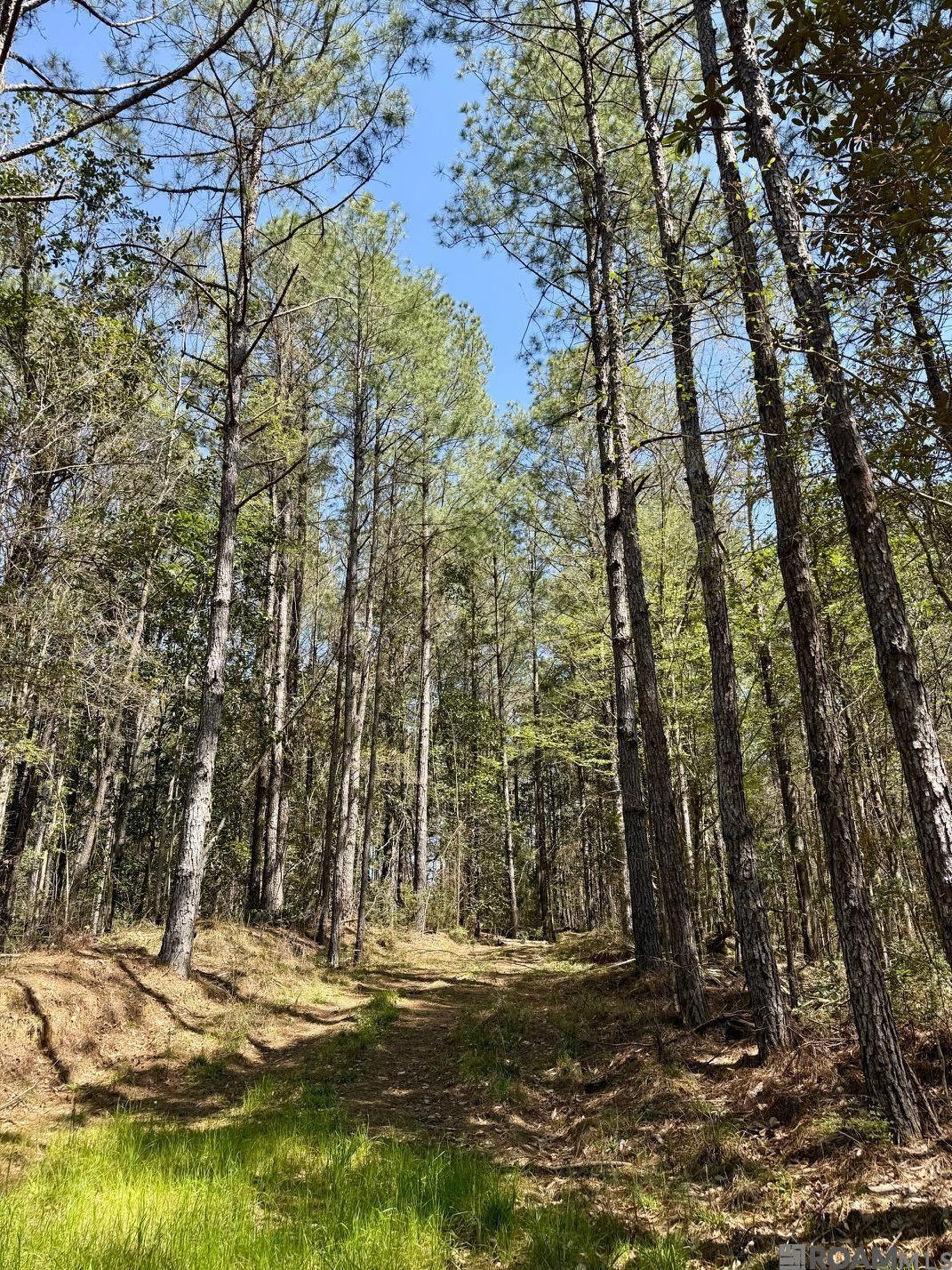 Lower Woodville Rd, Woodville, Mississippi image 8