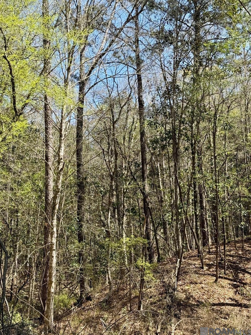 Lower Woodville Rd, Woodville, Mississippi image 3