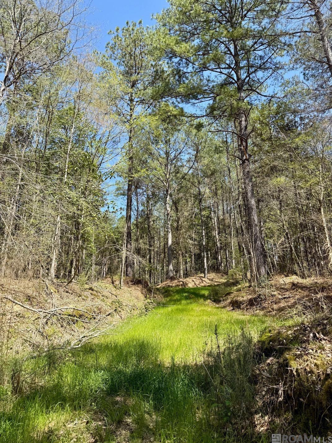 Lower Woodville Rd, Woodville, Mississippi image 5