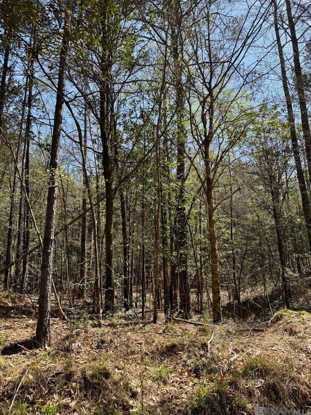 Lower Woodville Rd, Woodville, Mississippi image 9